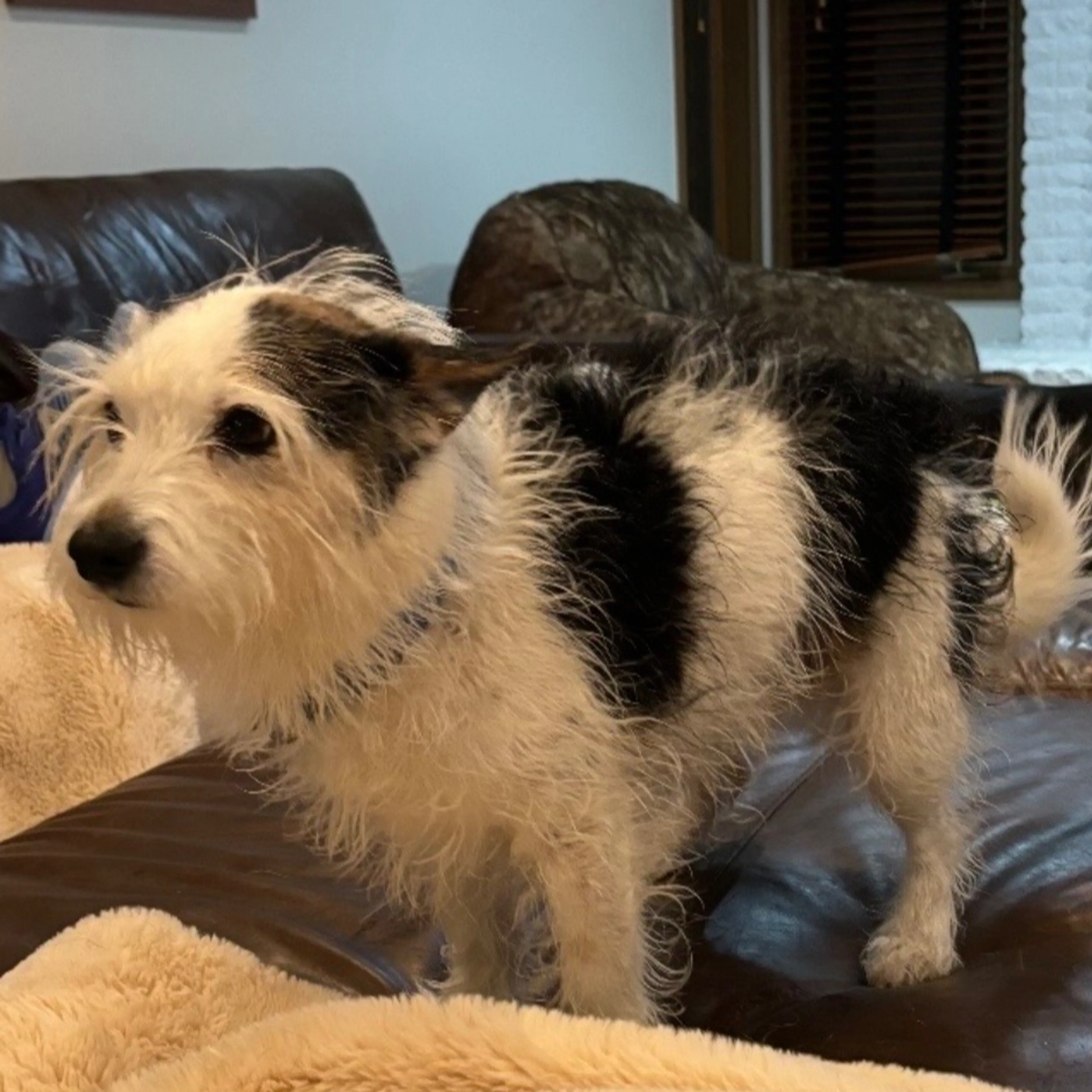 Lost pet-3