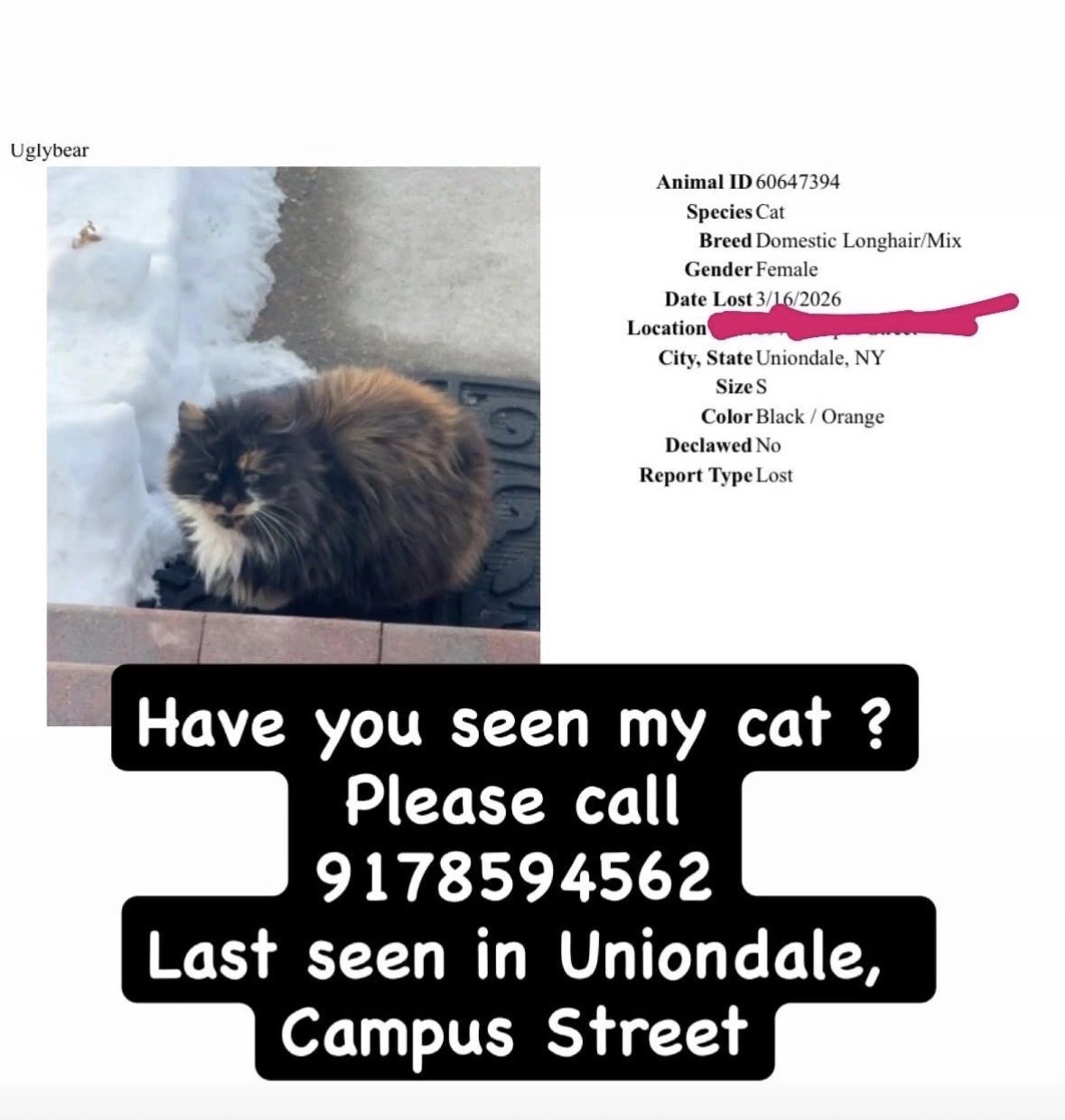 Lost pet