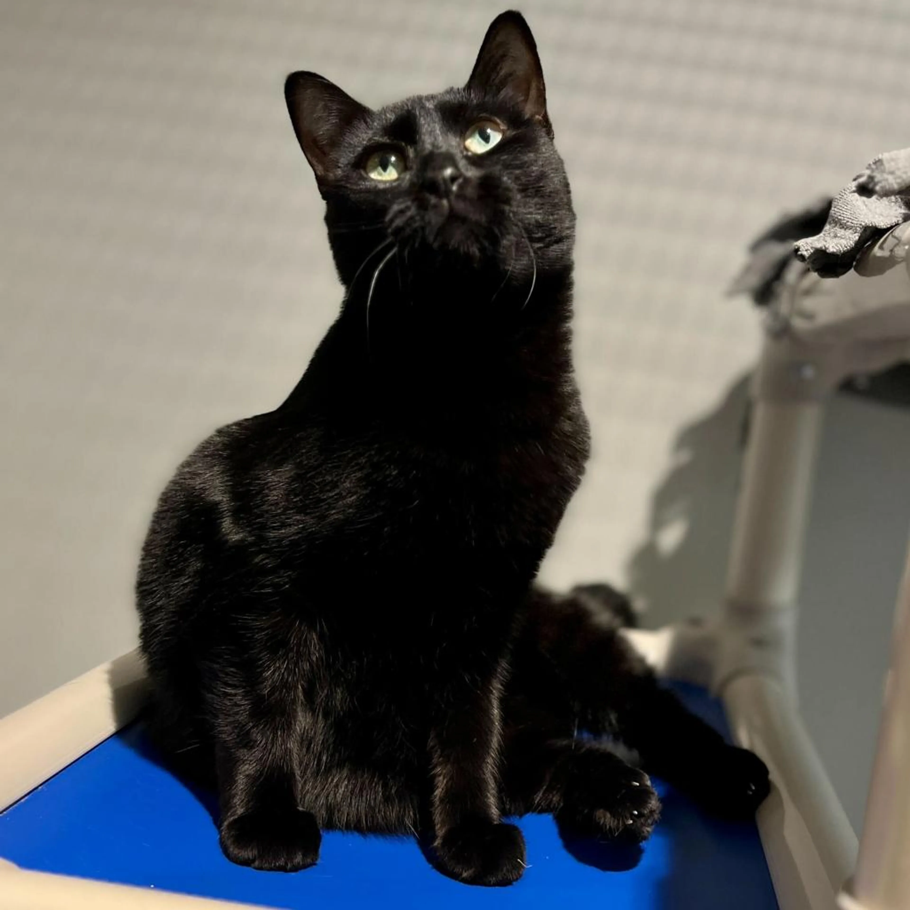 Found pet-1