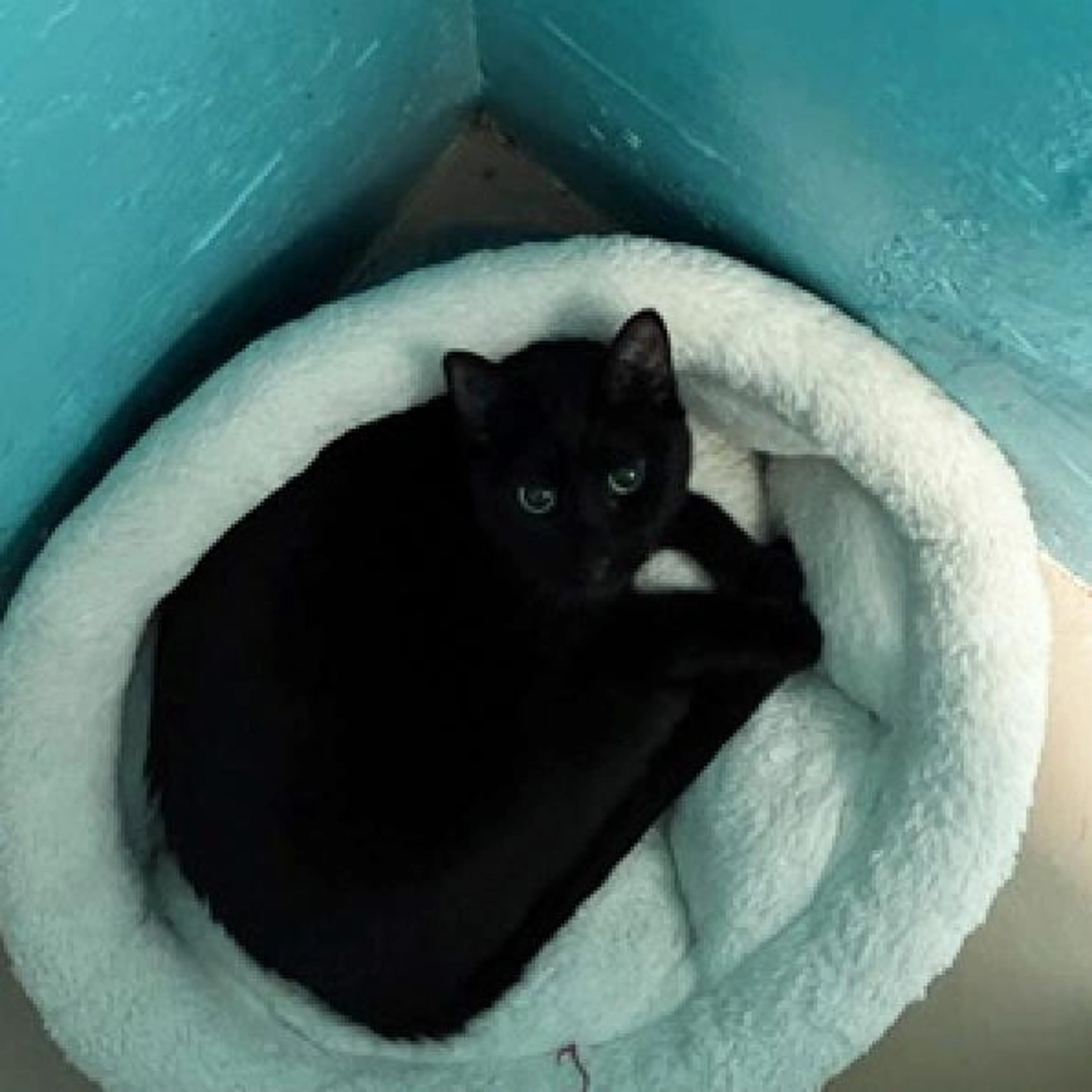Found pet-2