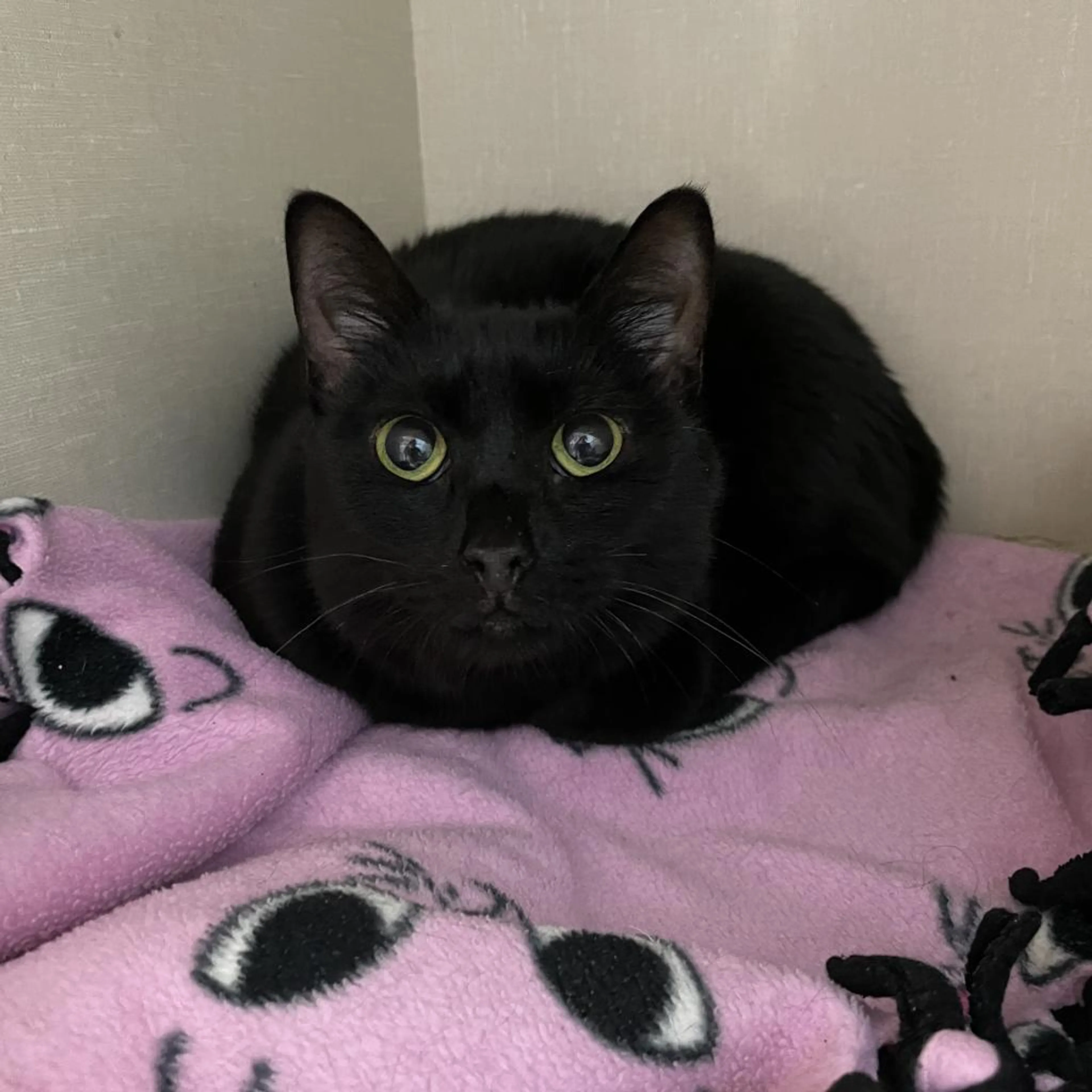 Found pet-3