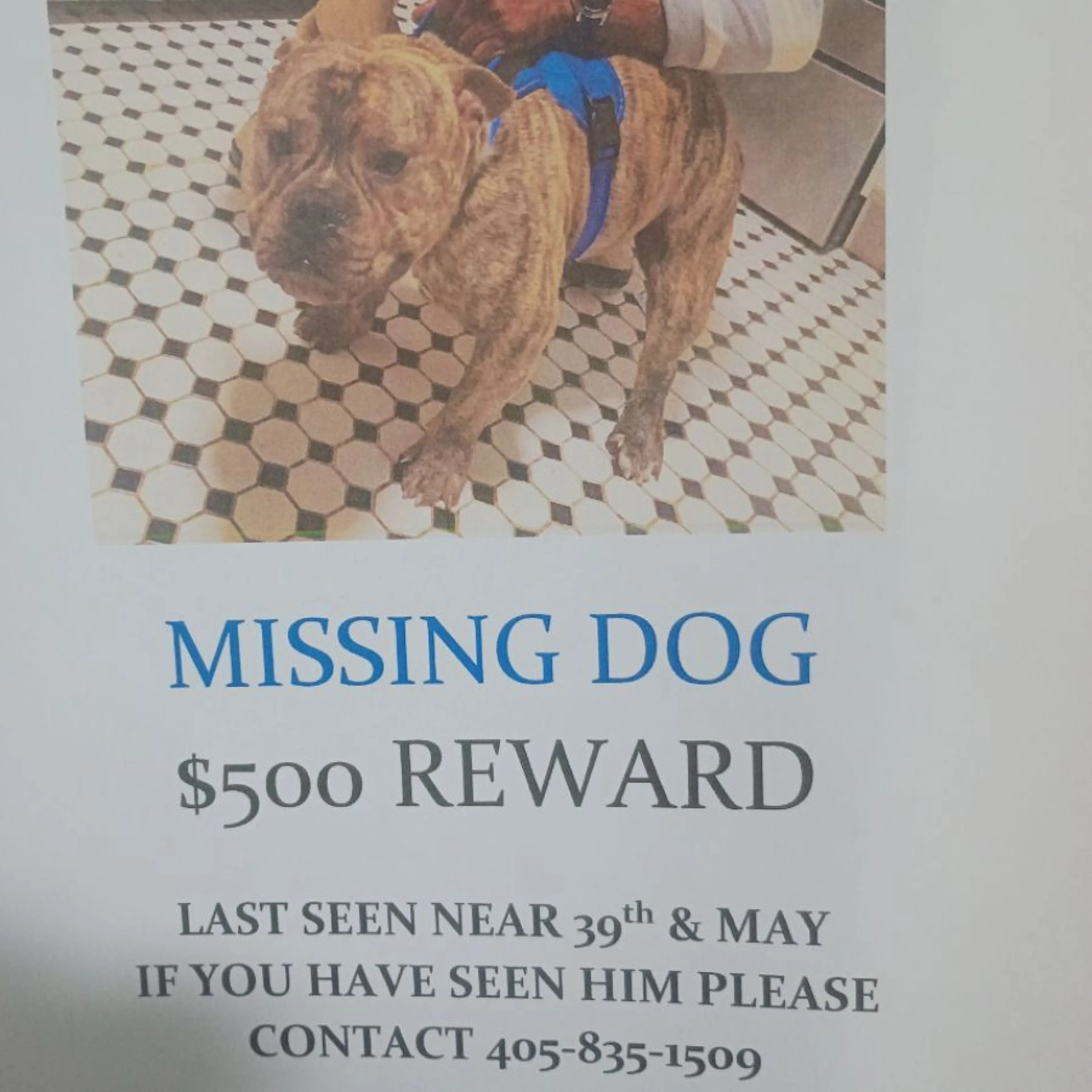 Lost pet