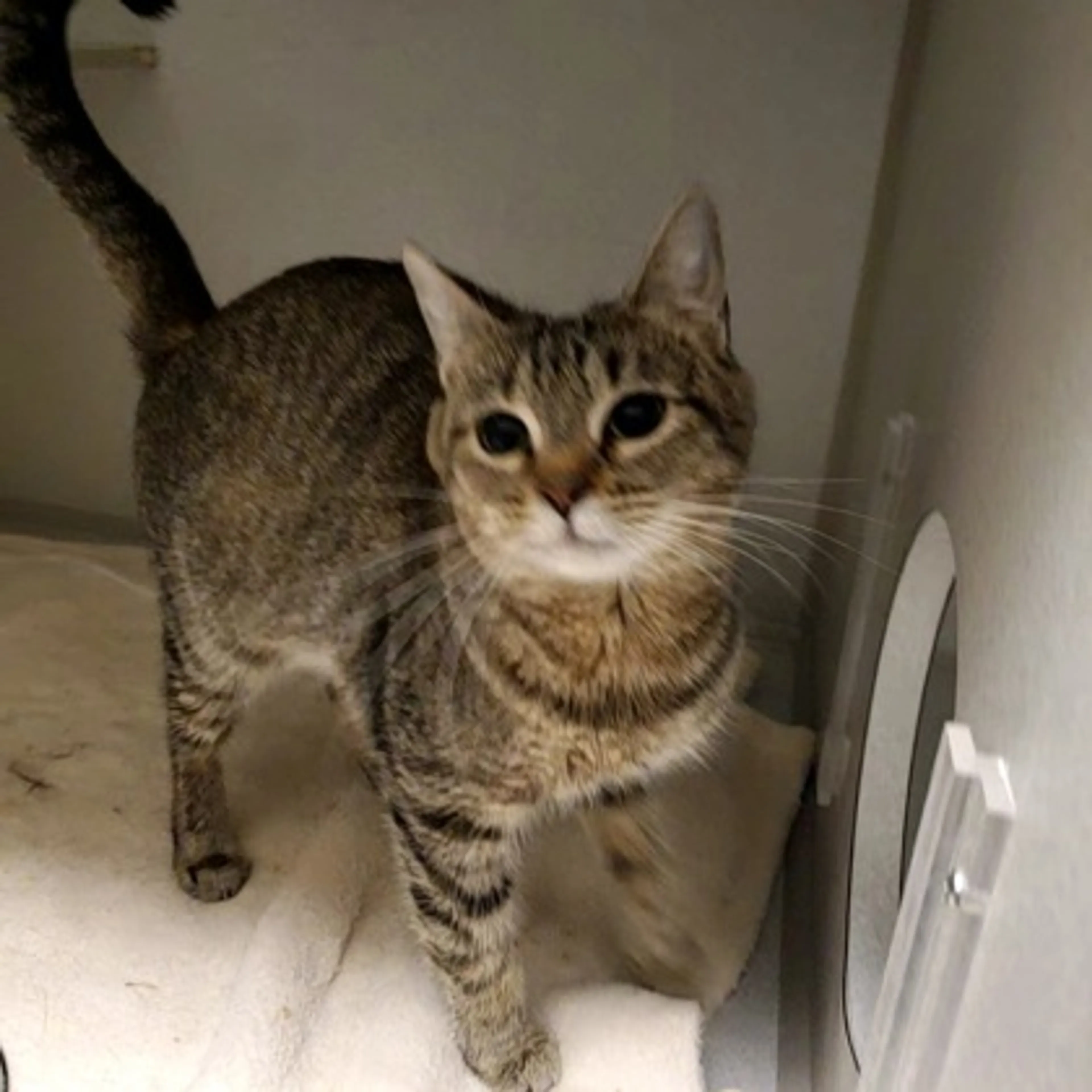 Found pet-2