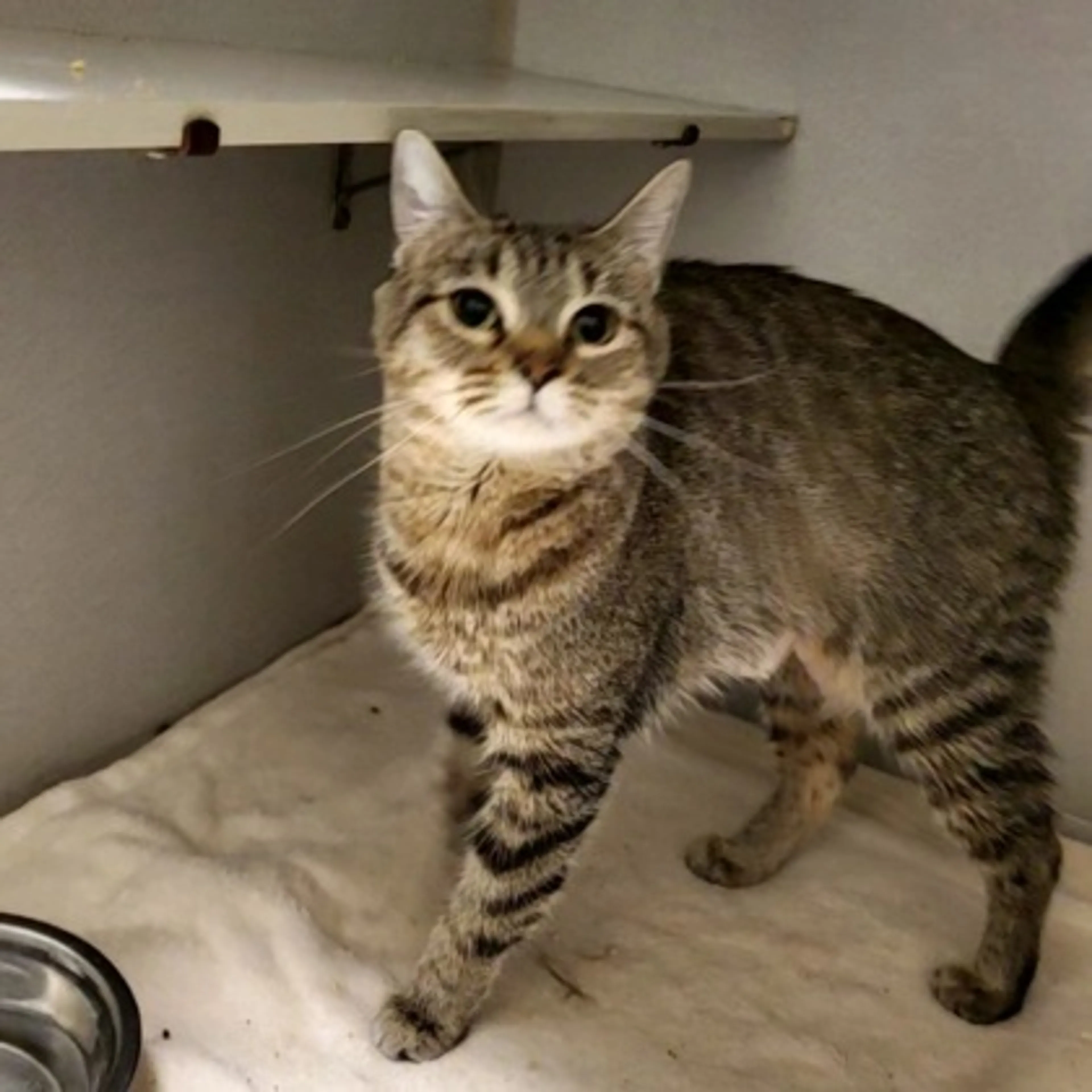 Found pet-1