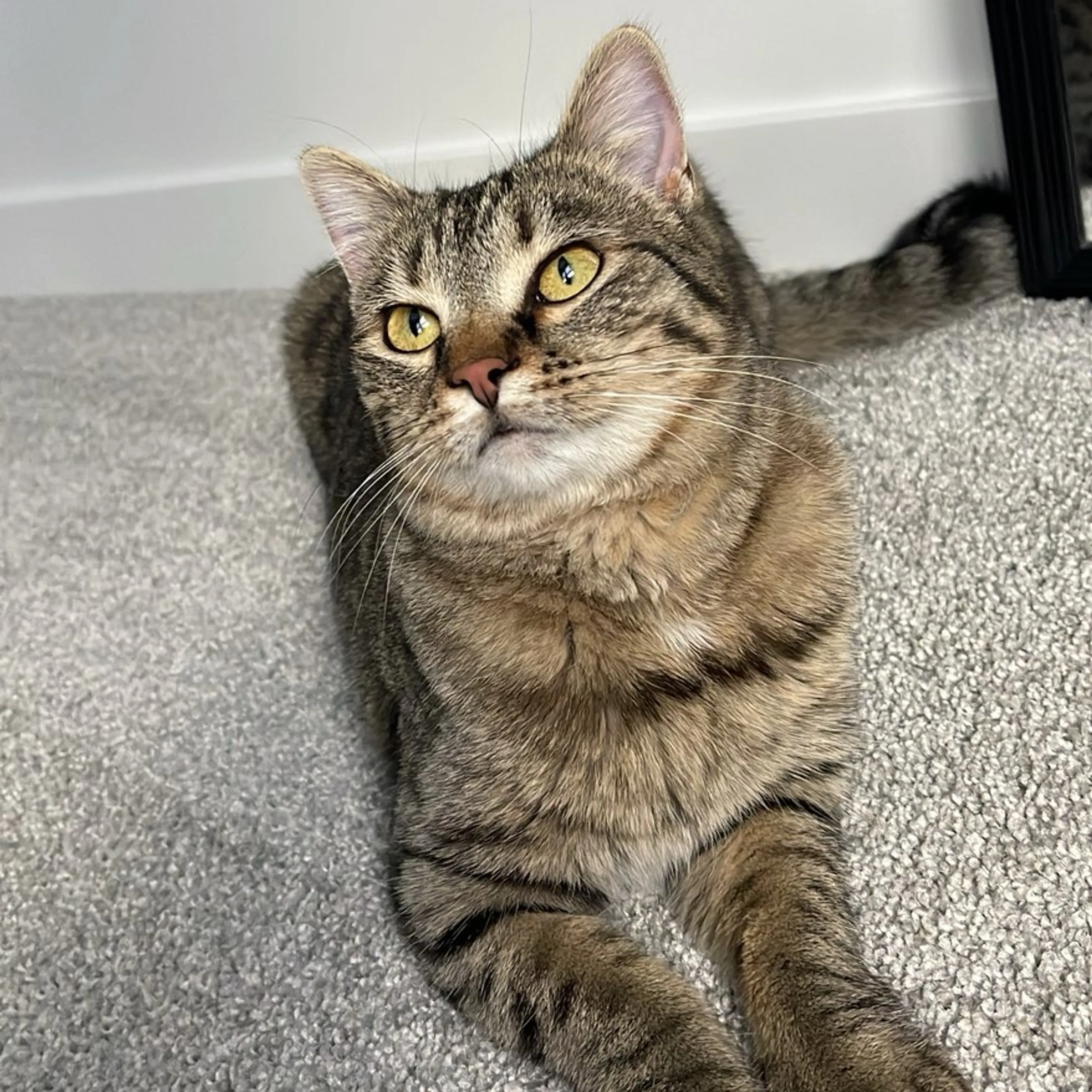 Lost pet-1