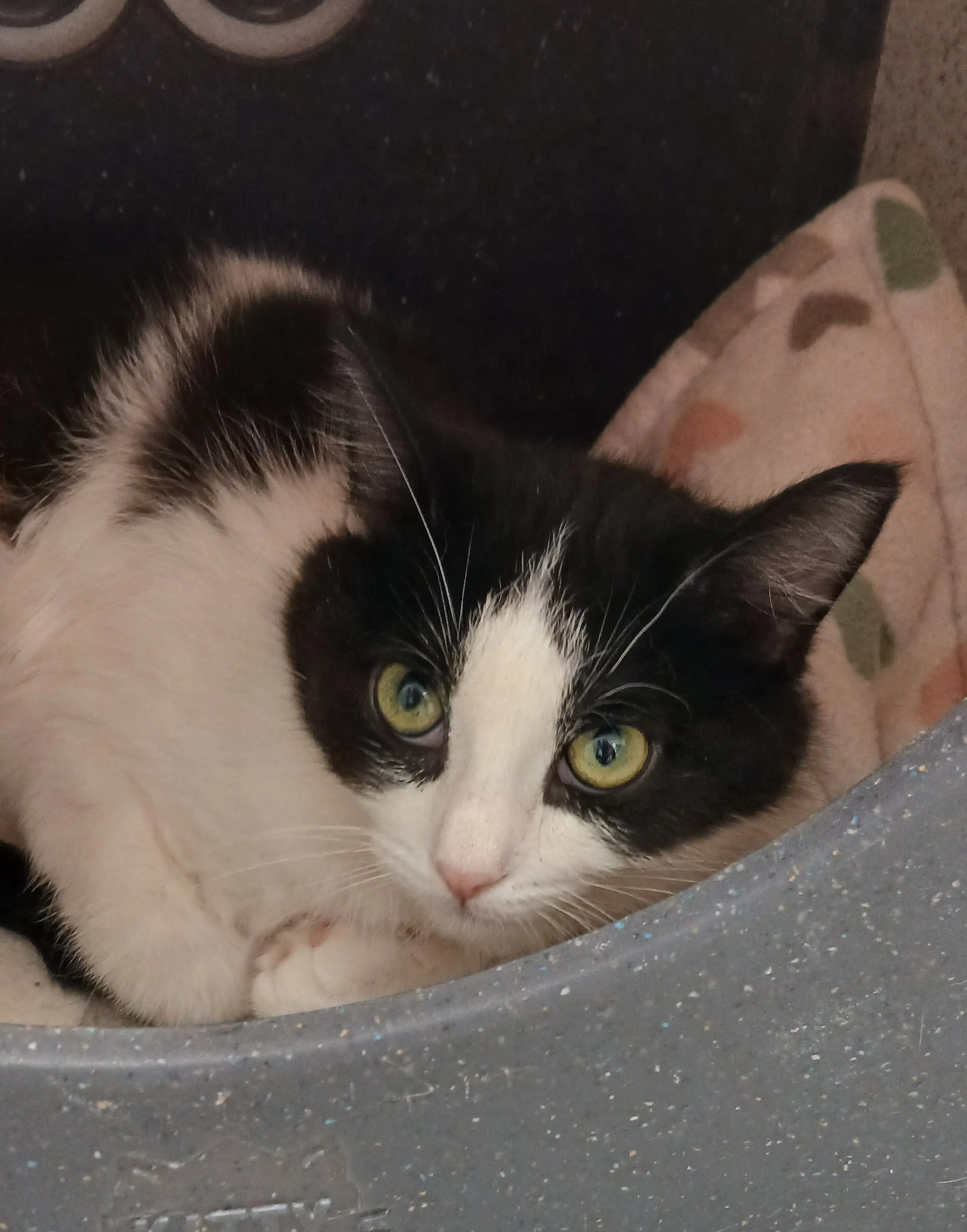 Found pet