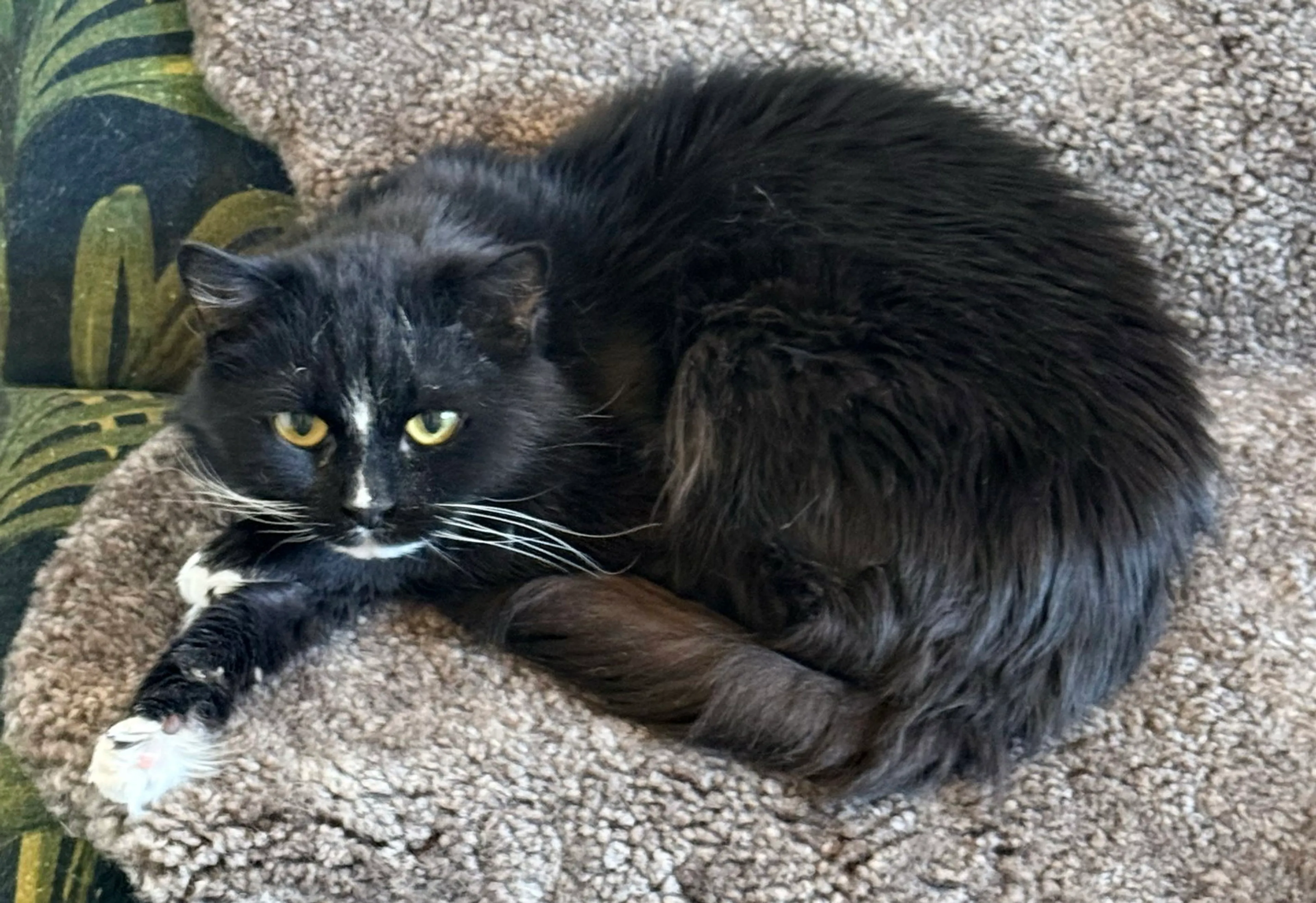 Found pet-1