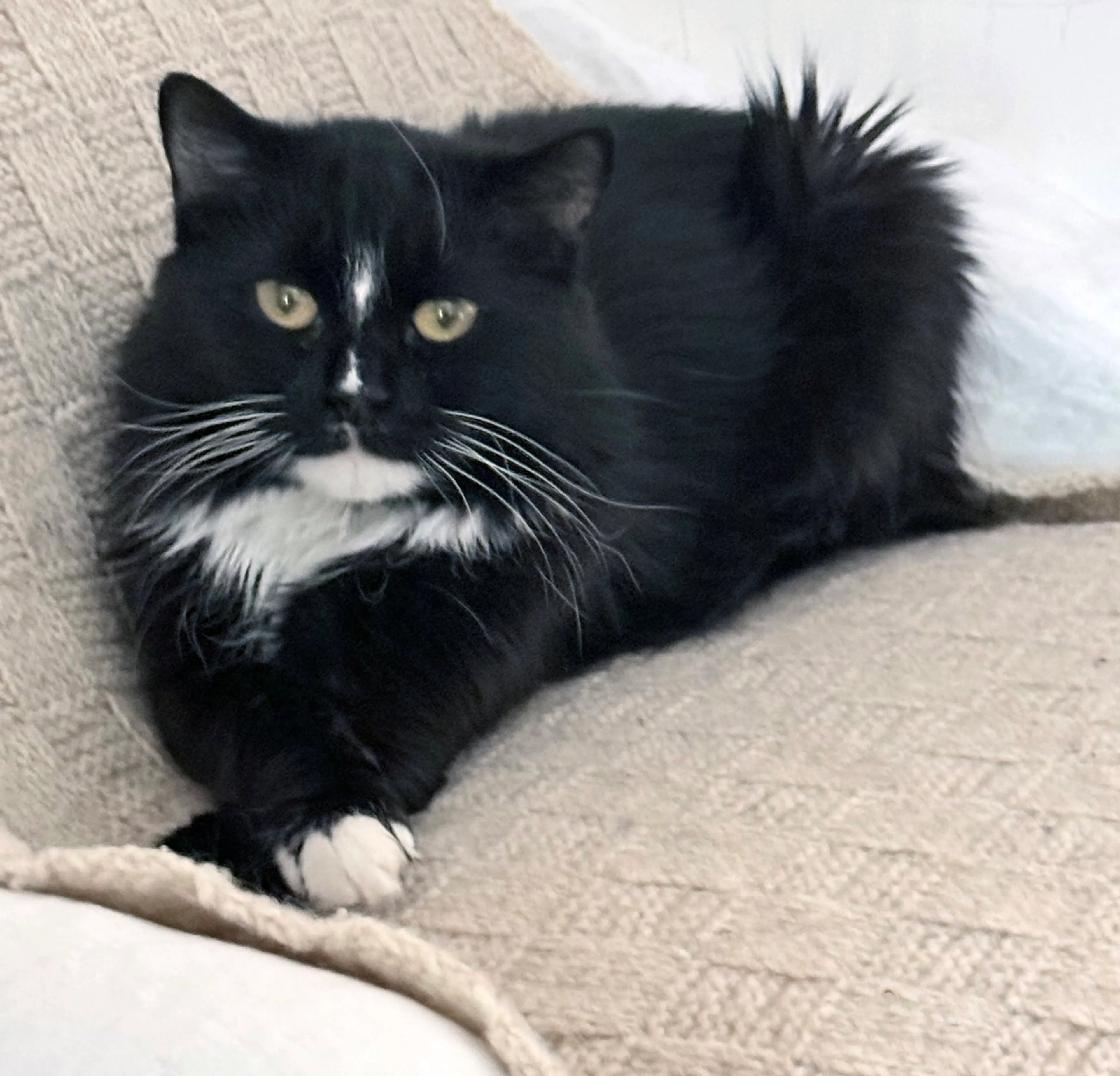 Found pet-2