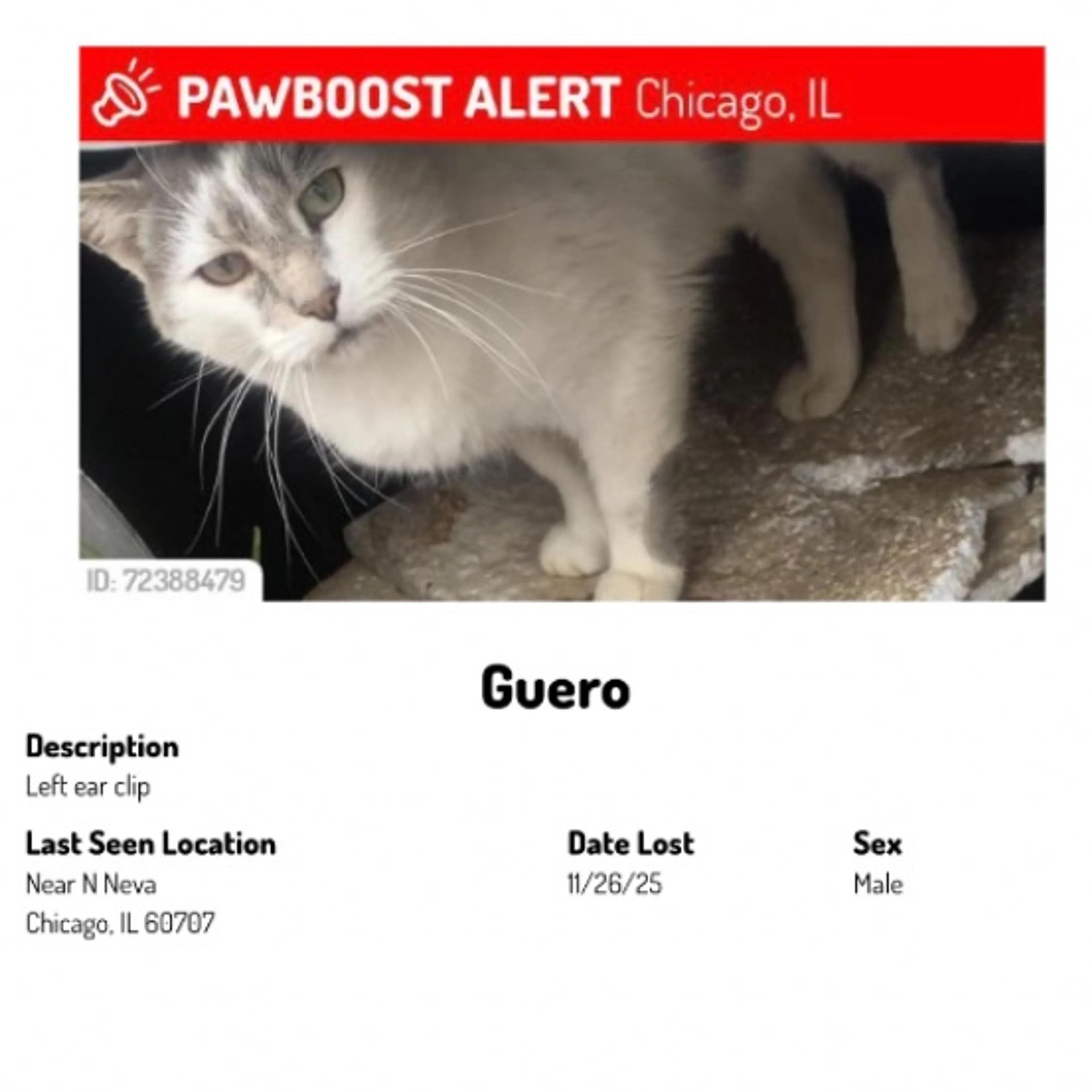 Lost pet