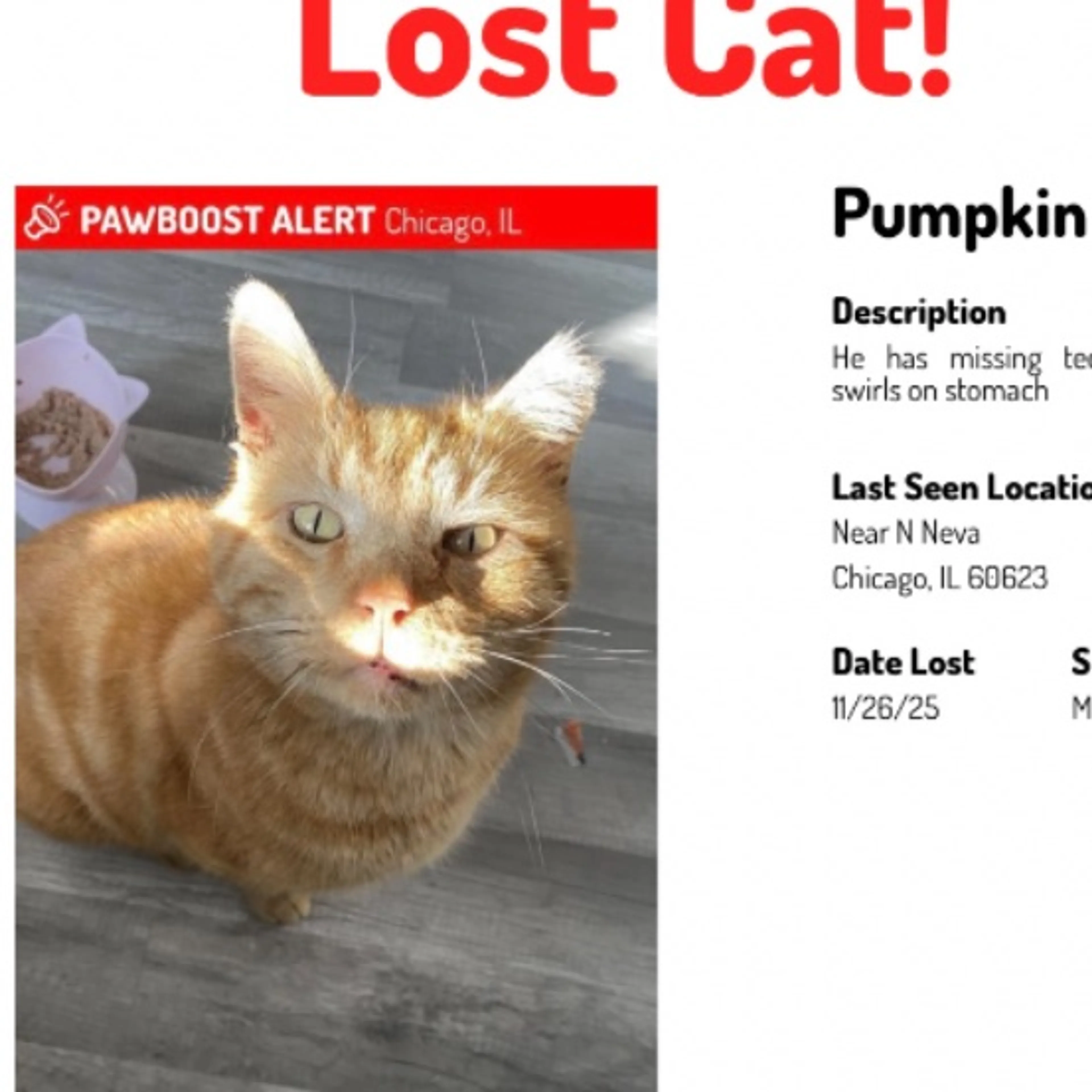 Lost pet
