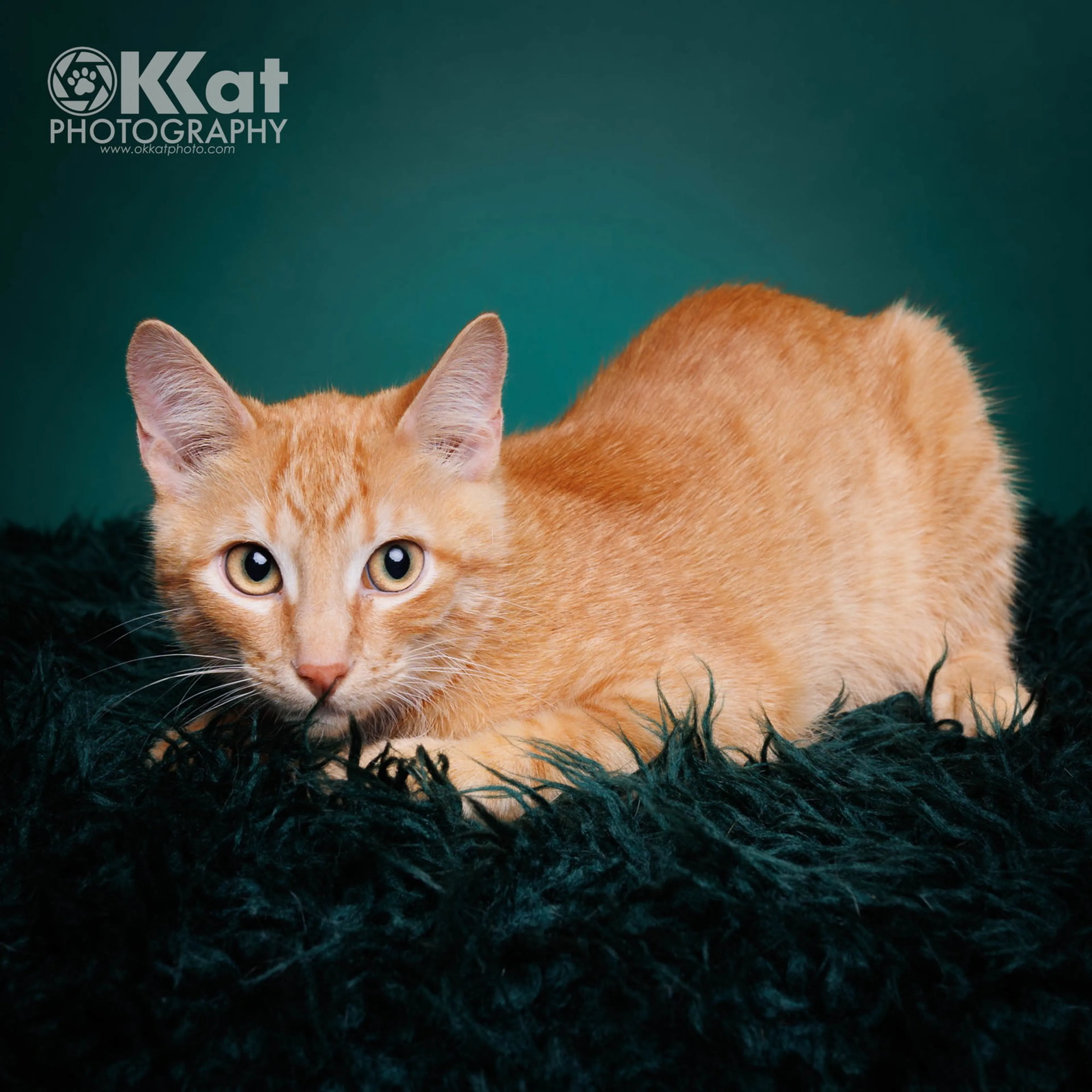 Found pet-1