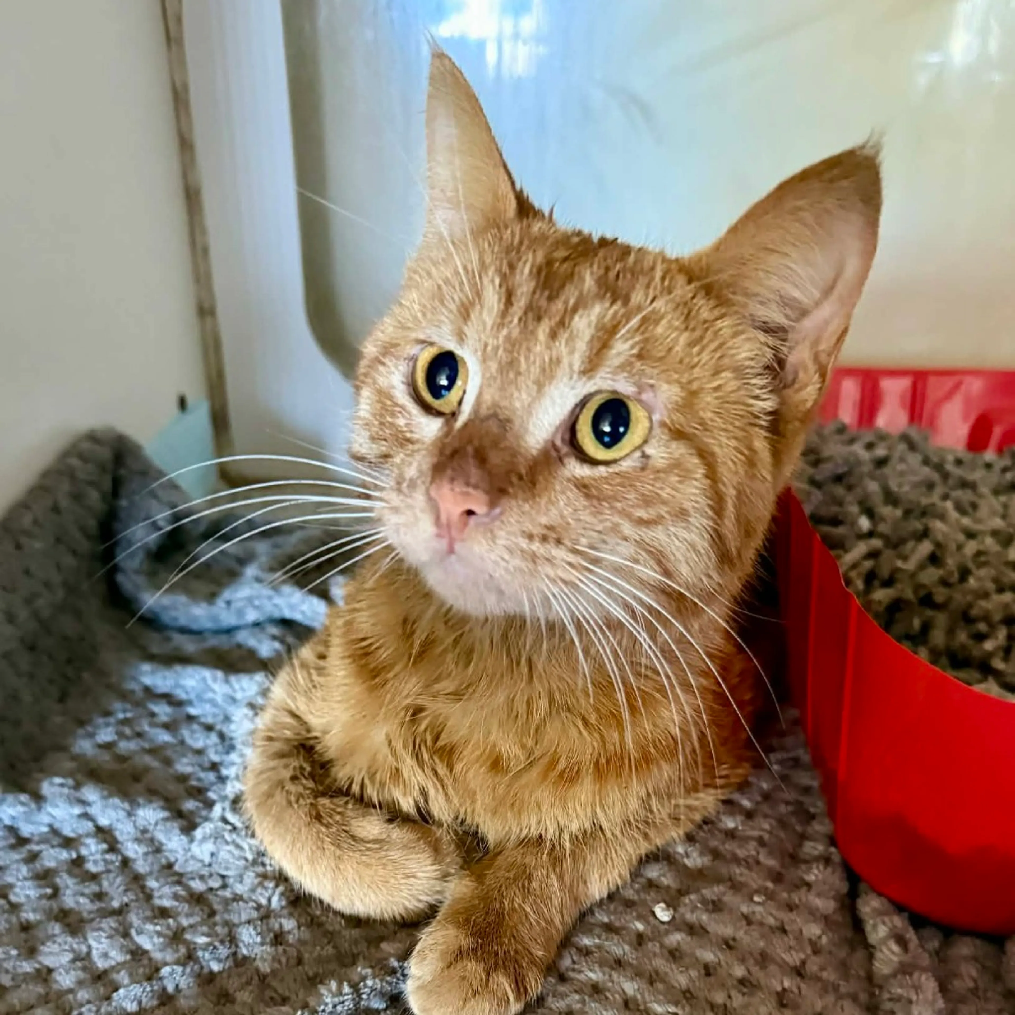 Found pet
