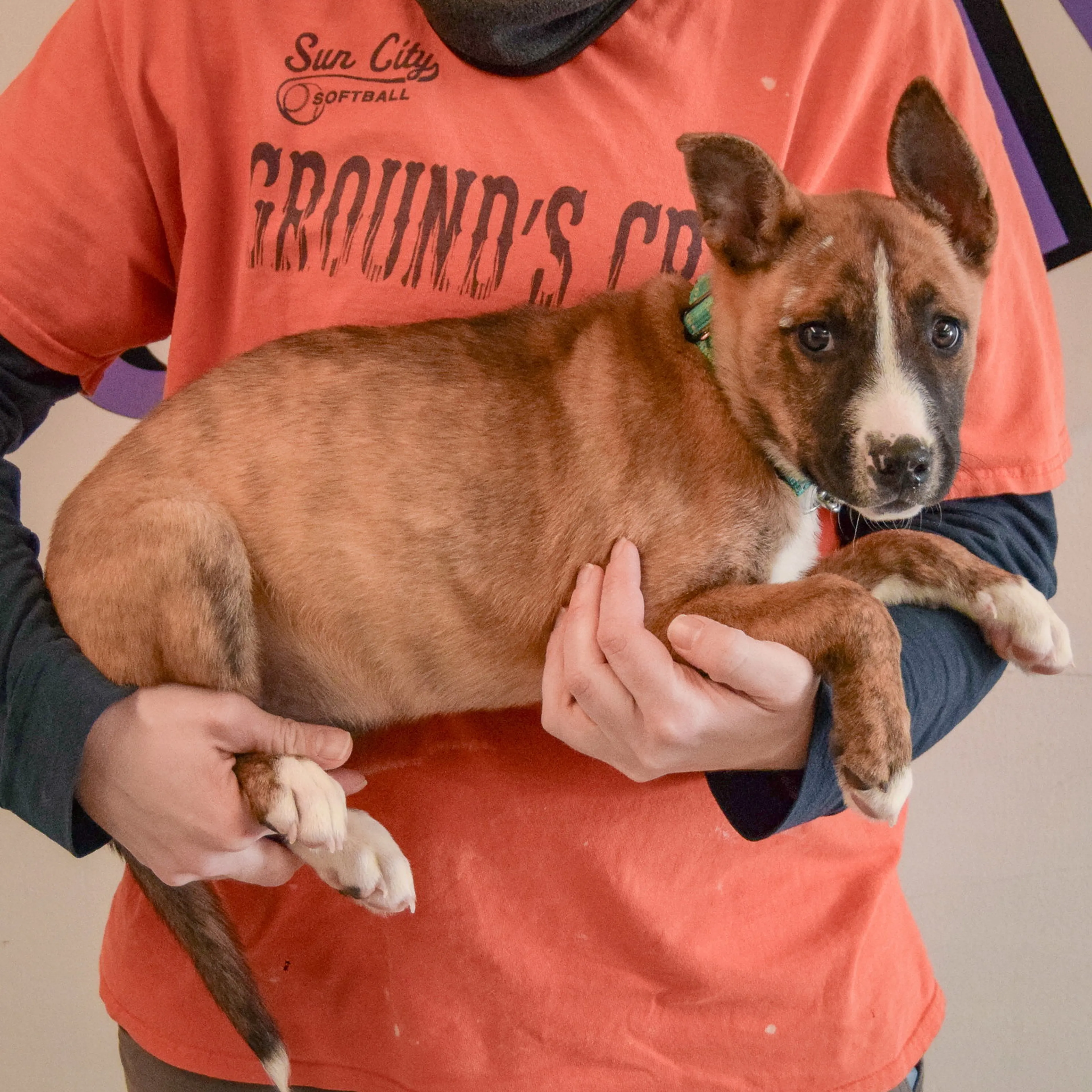 Found pet-1
