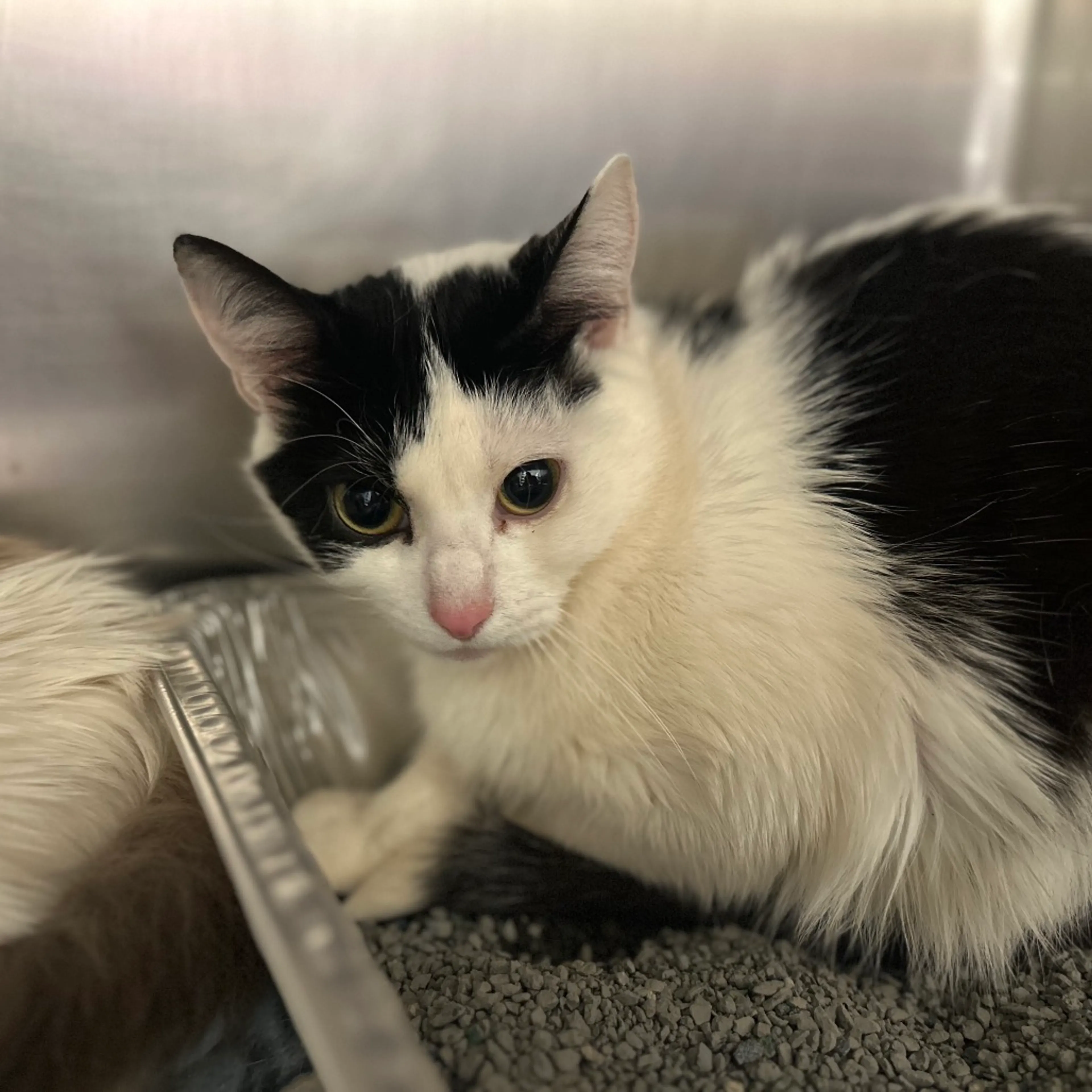 Found pet