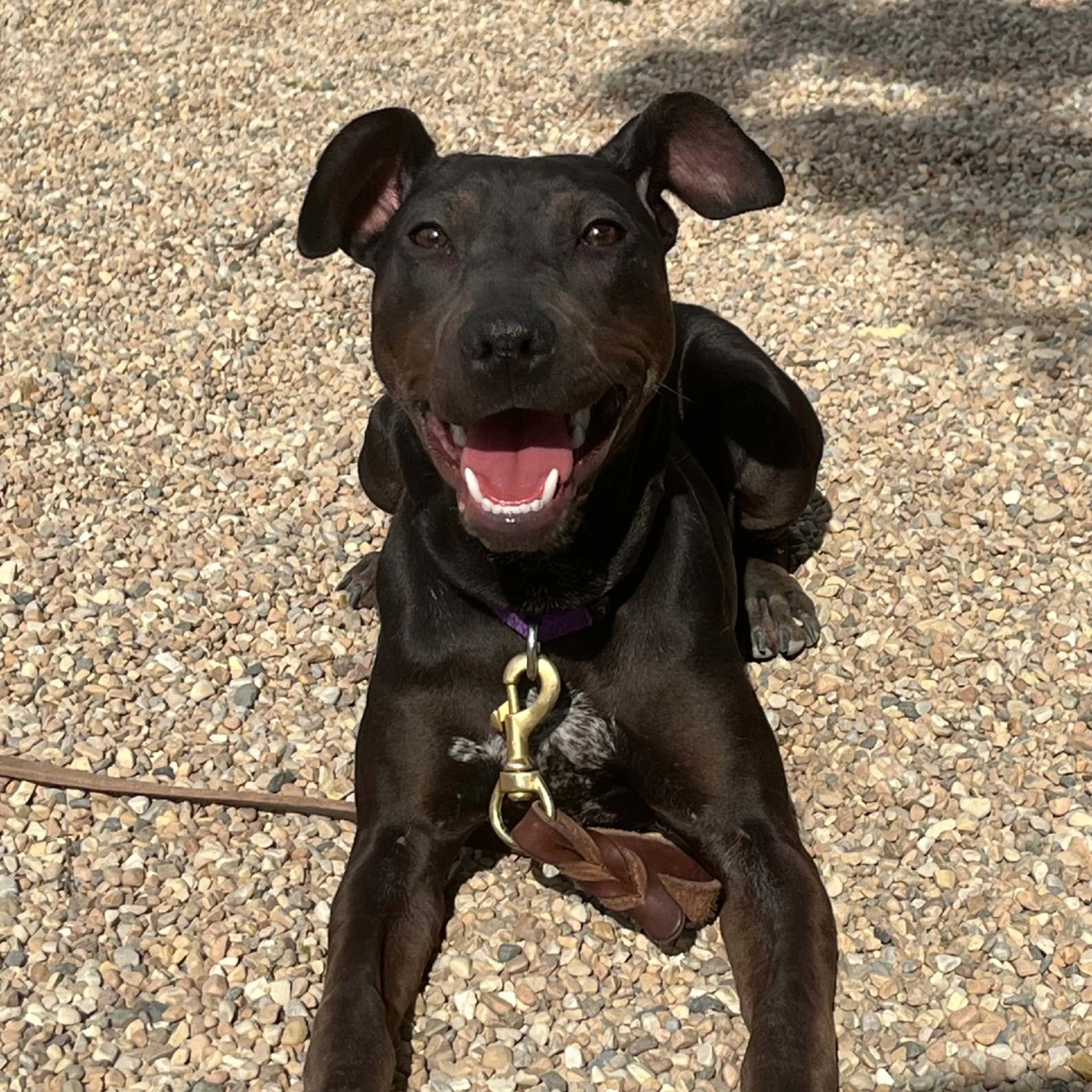 Found pet-1