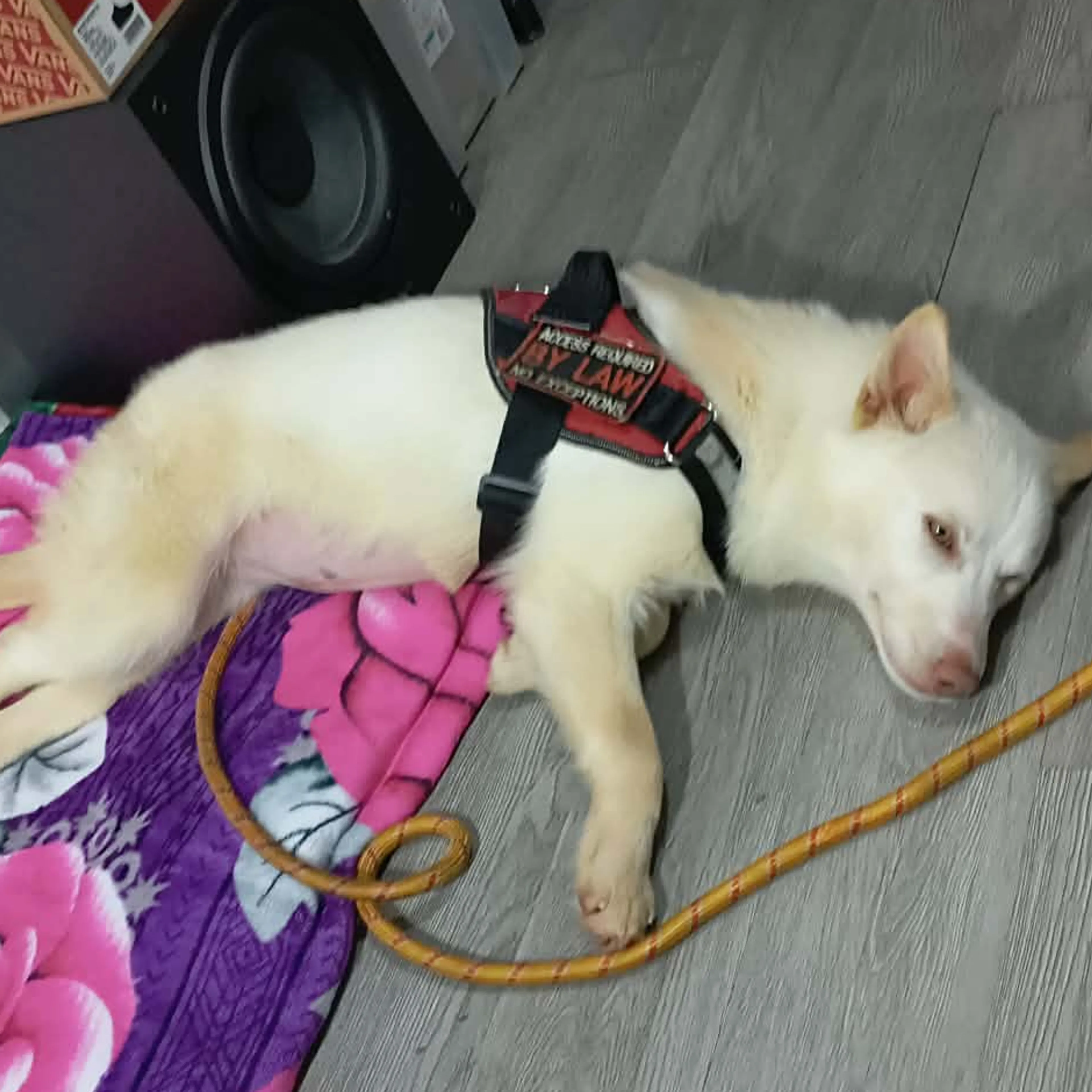 Lost pet-1