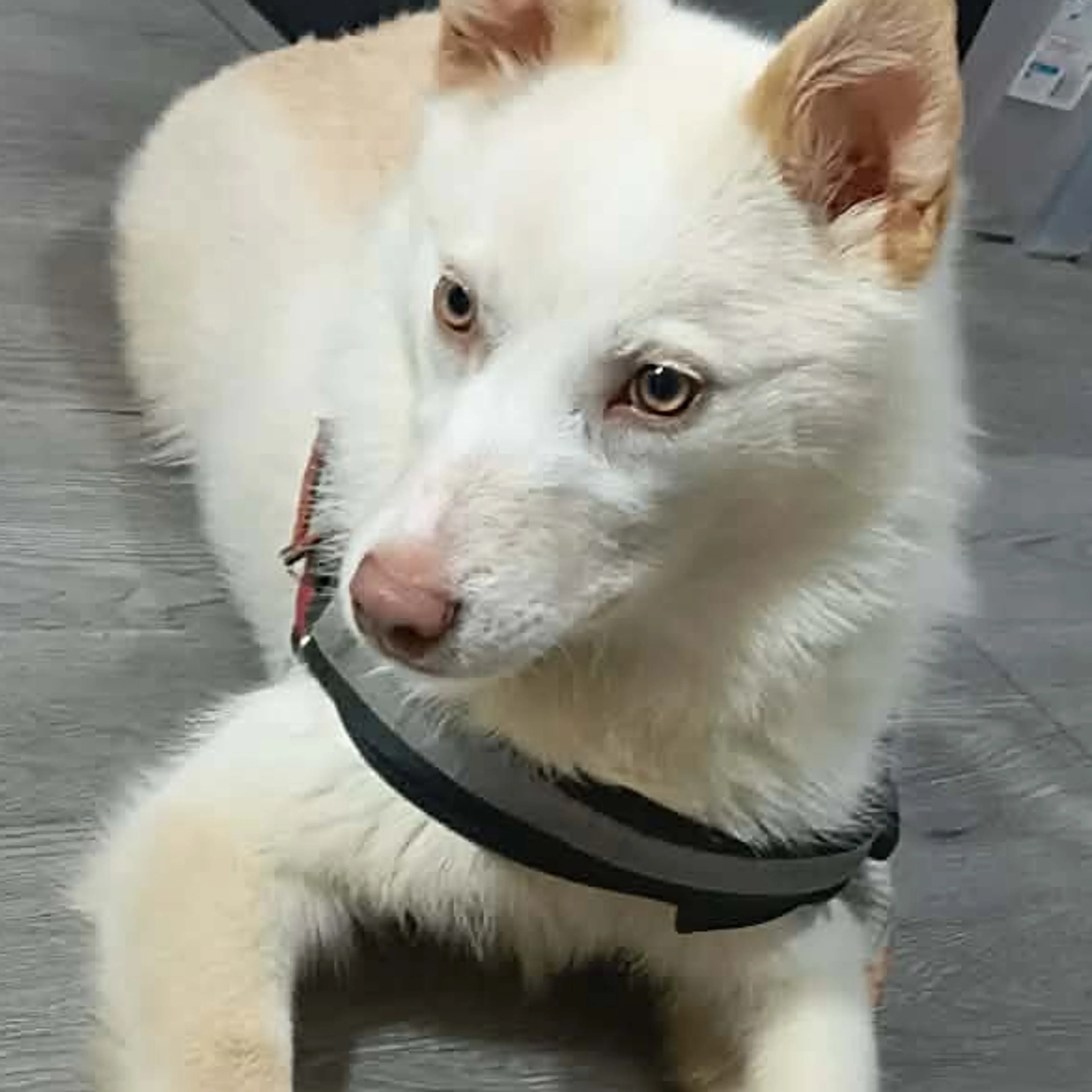 Lost pet-2