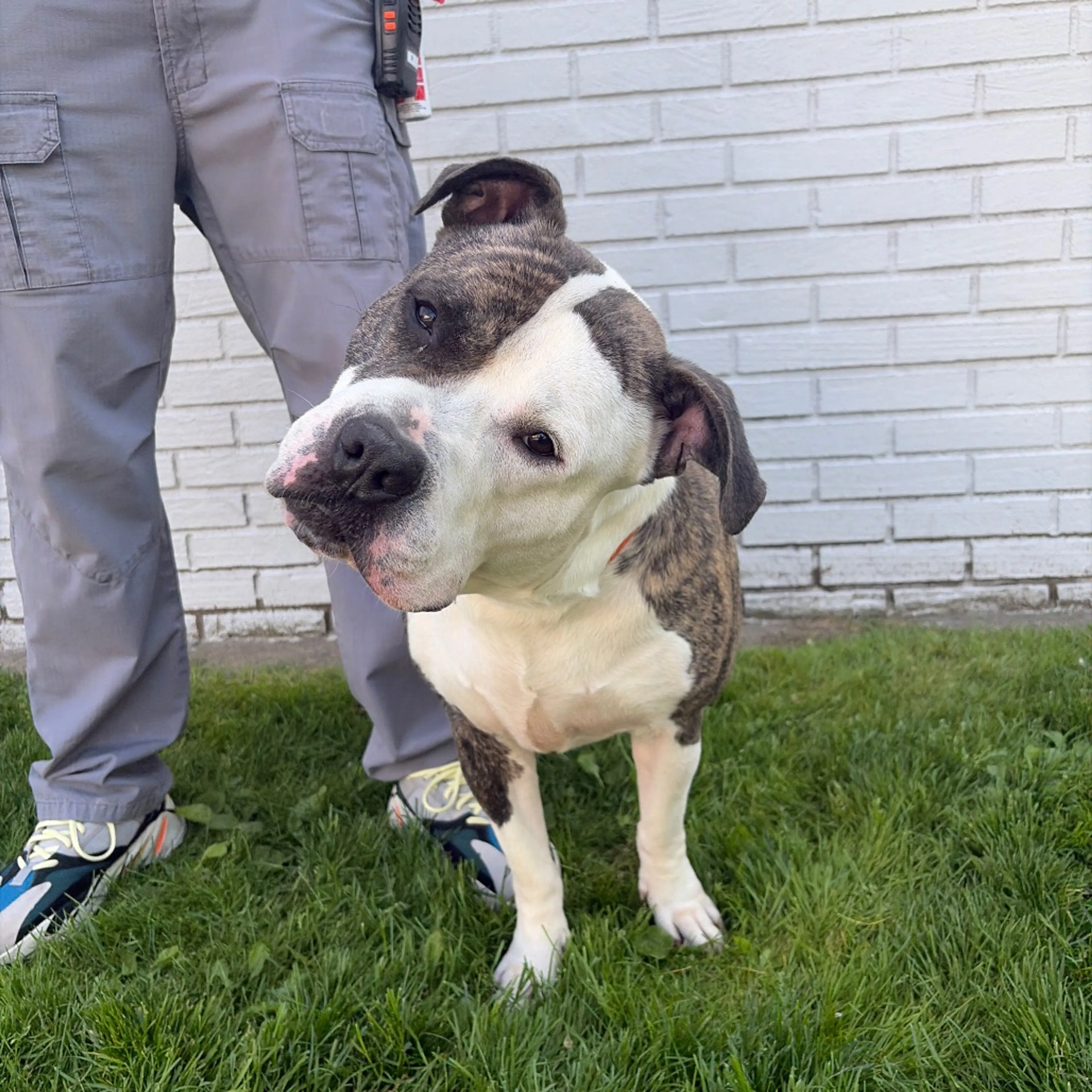 Found pet-1