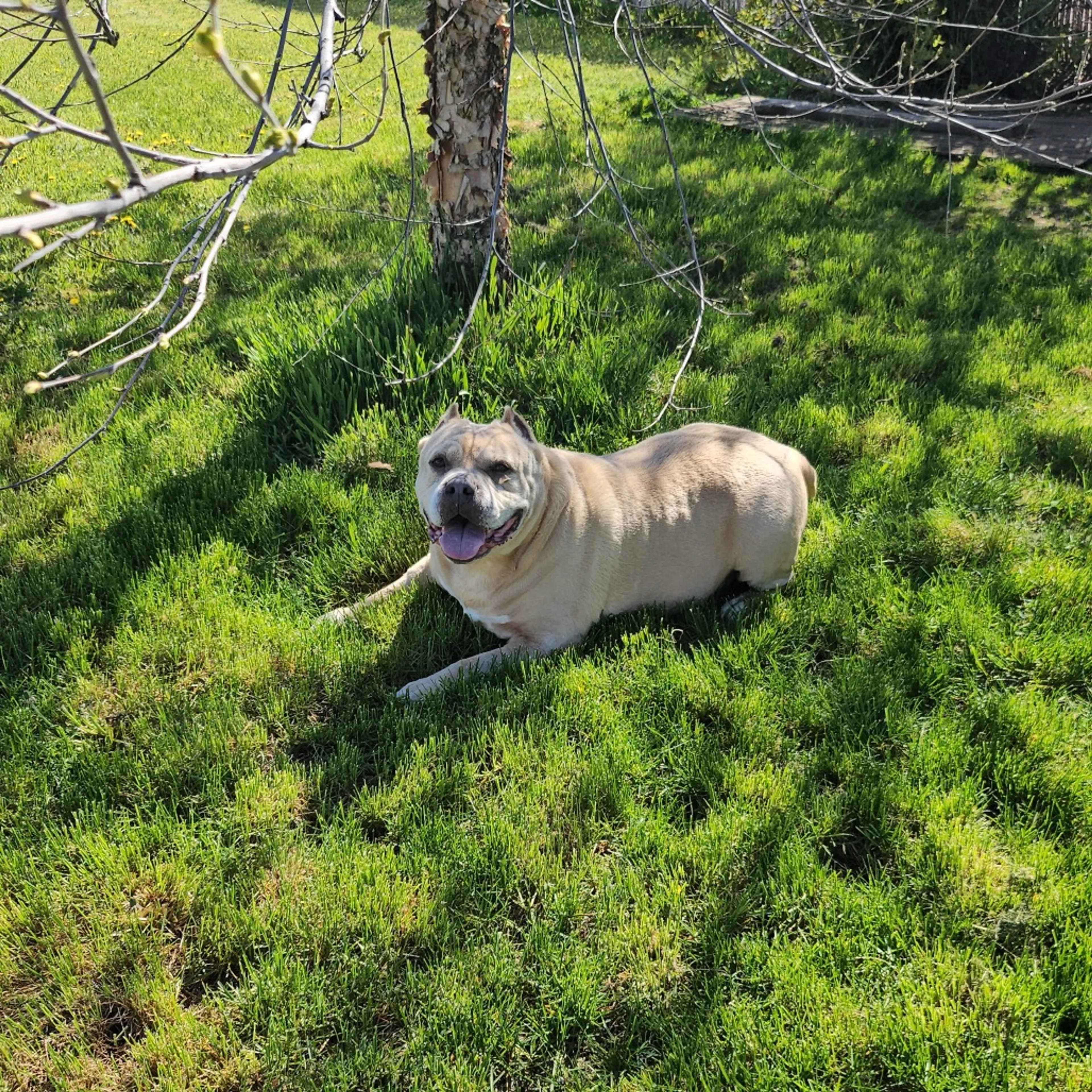 Found pet-2