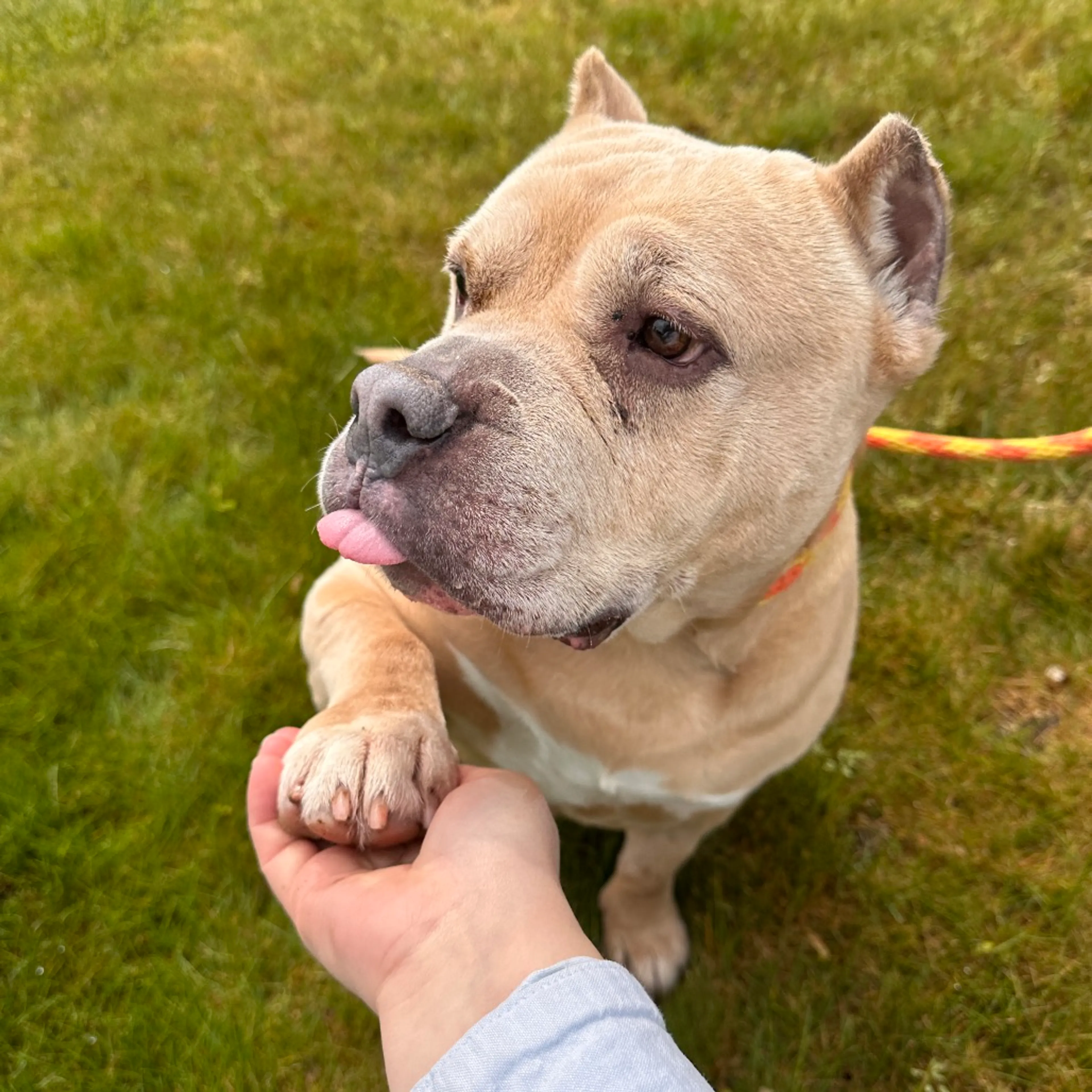 Found pet-26