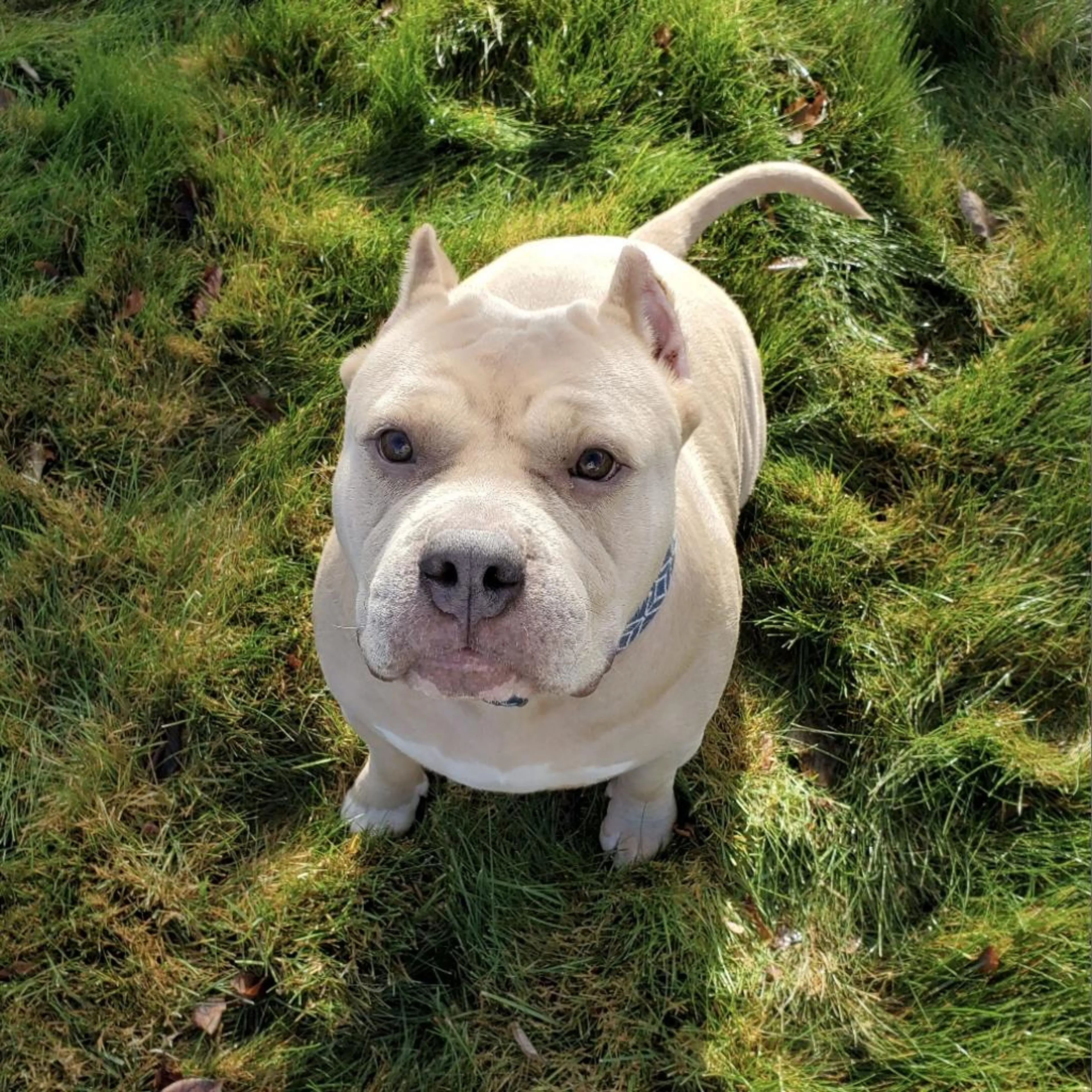 Found pet-1