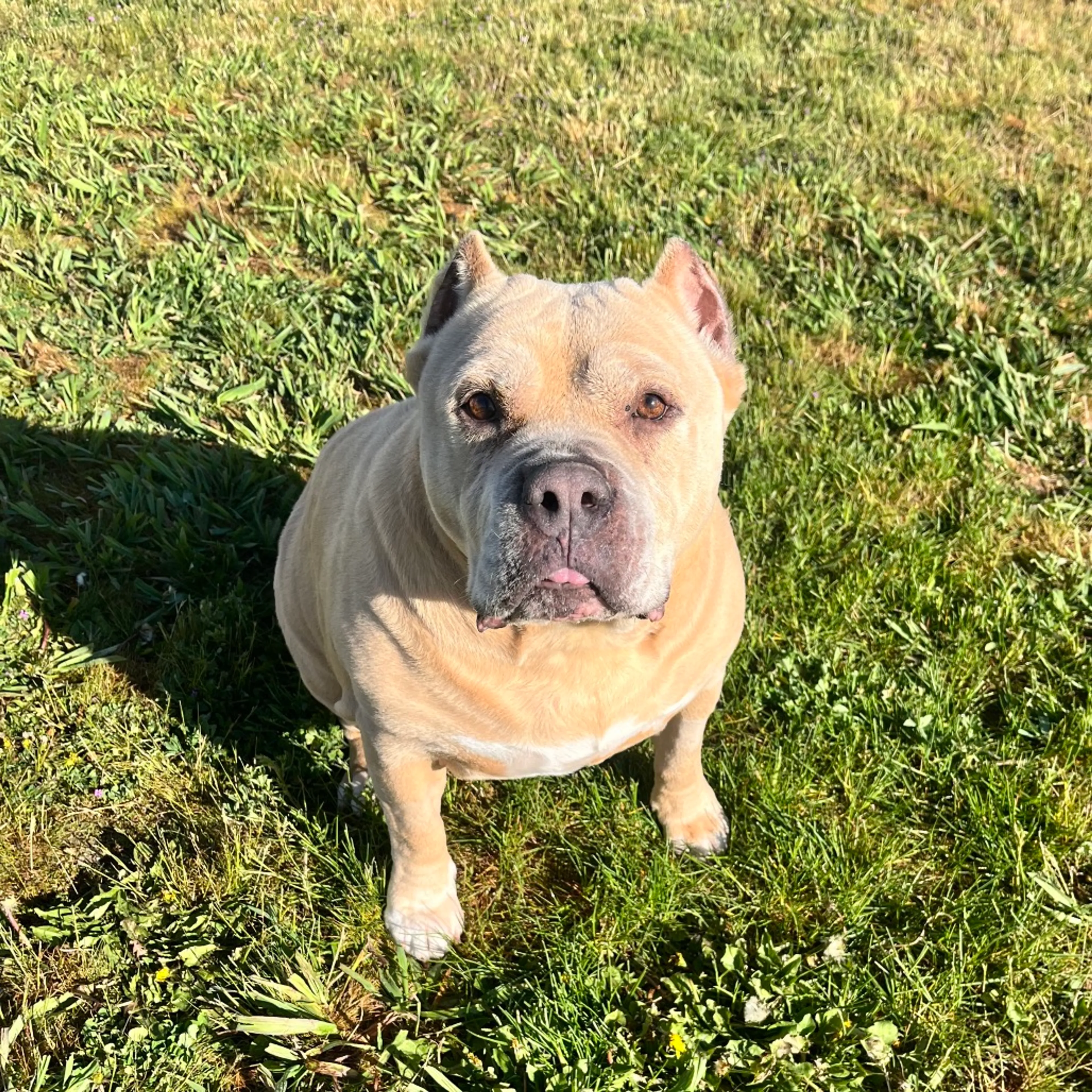 Found pet-9