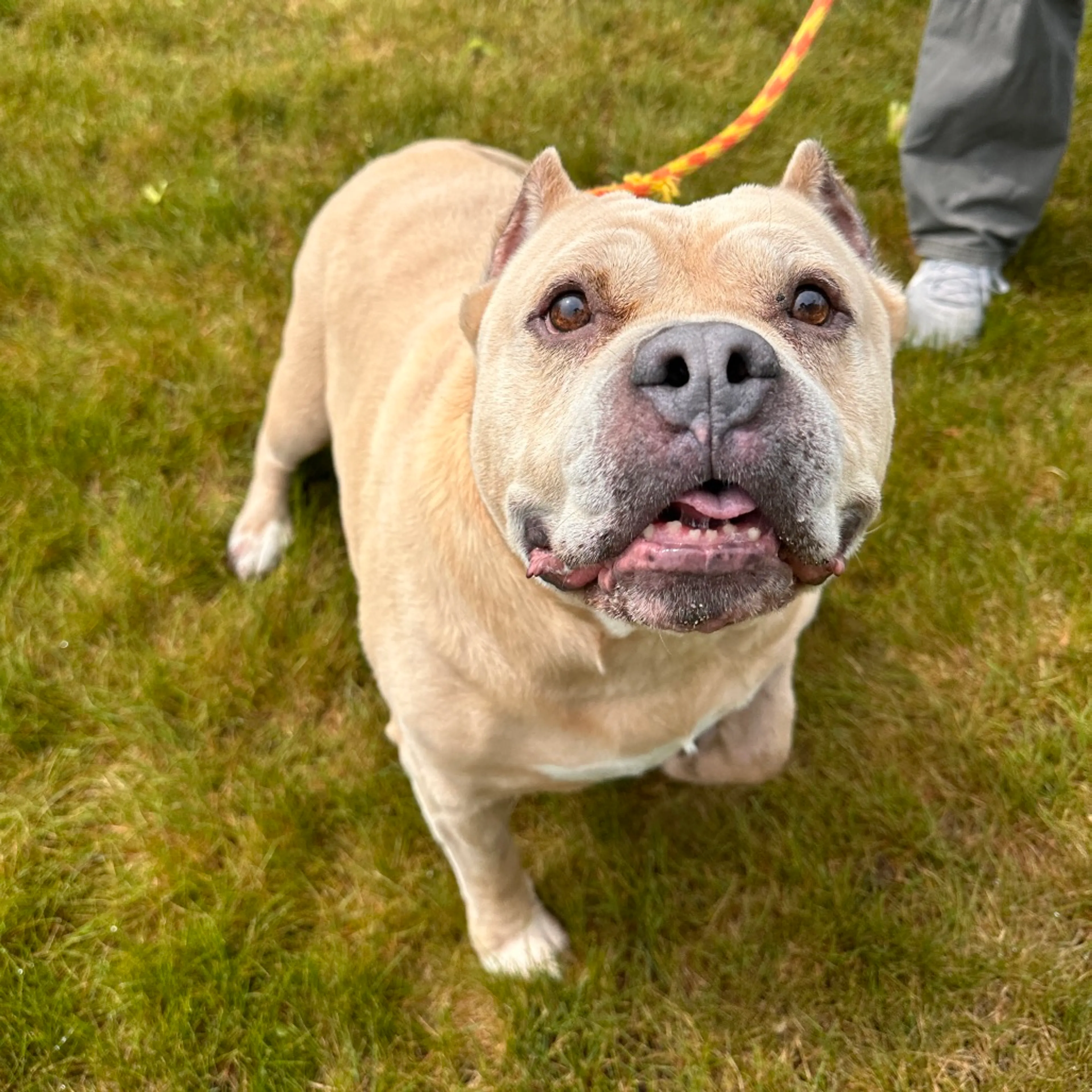 Found pet-30