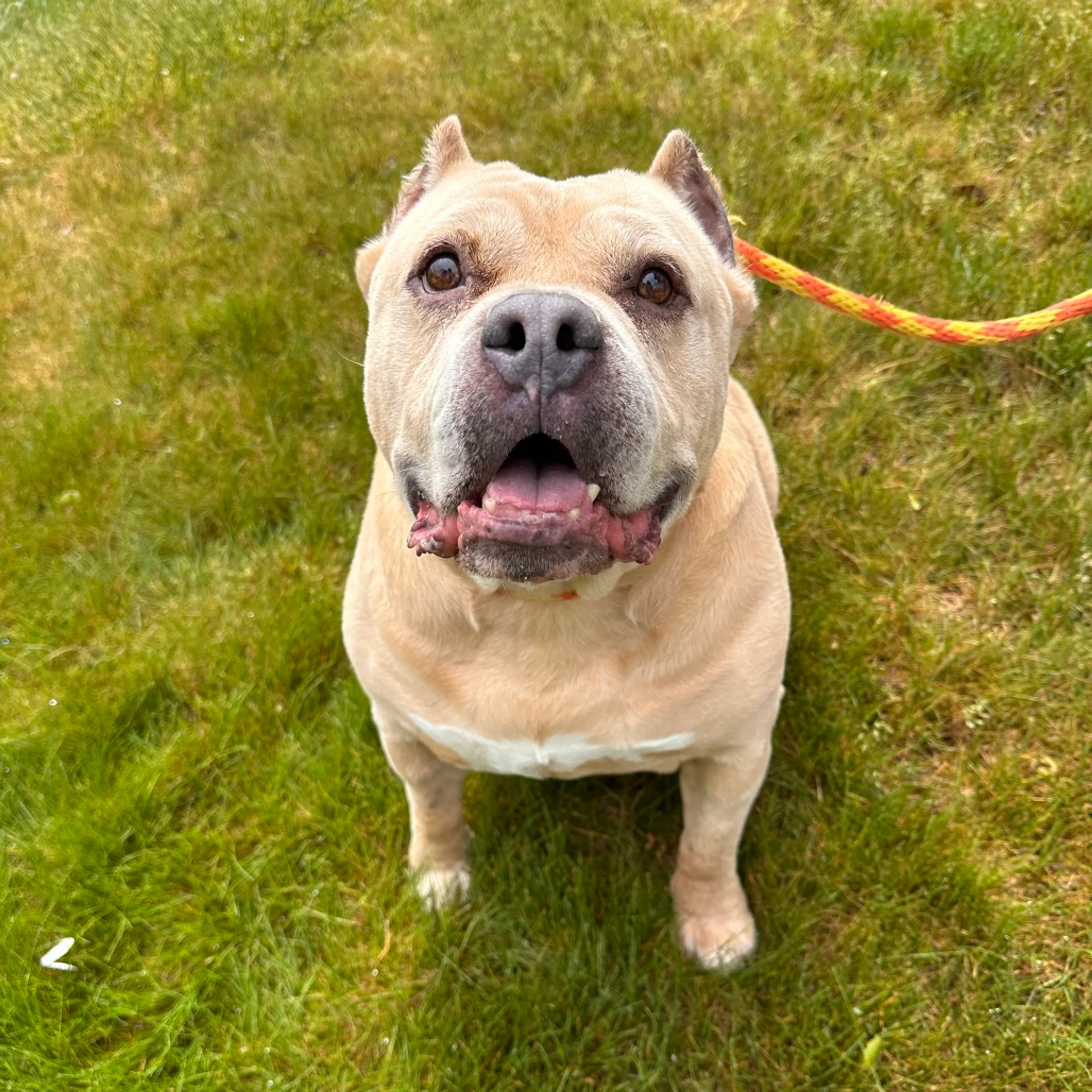 Found pet-28