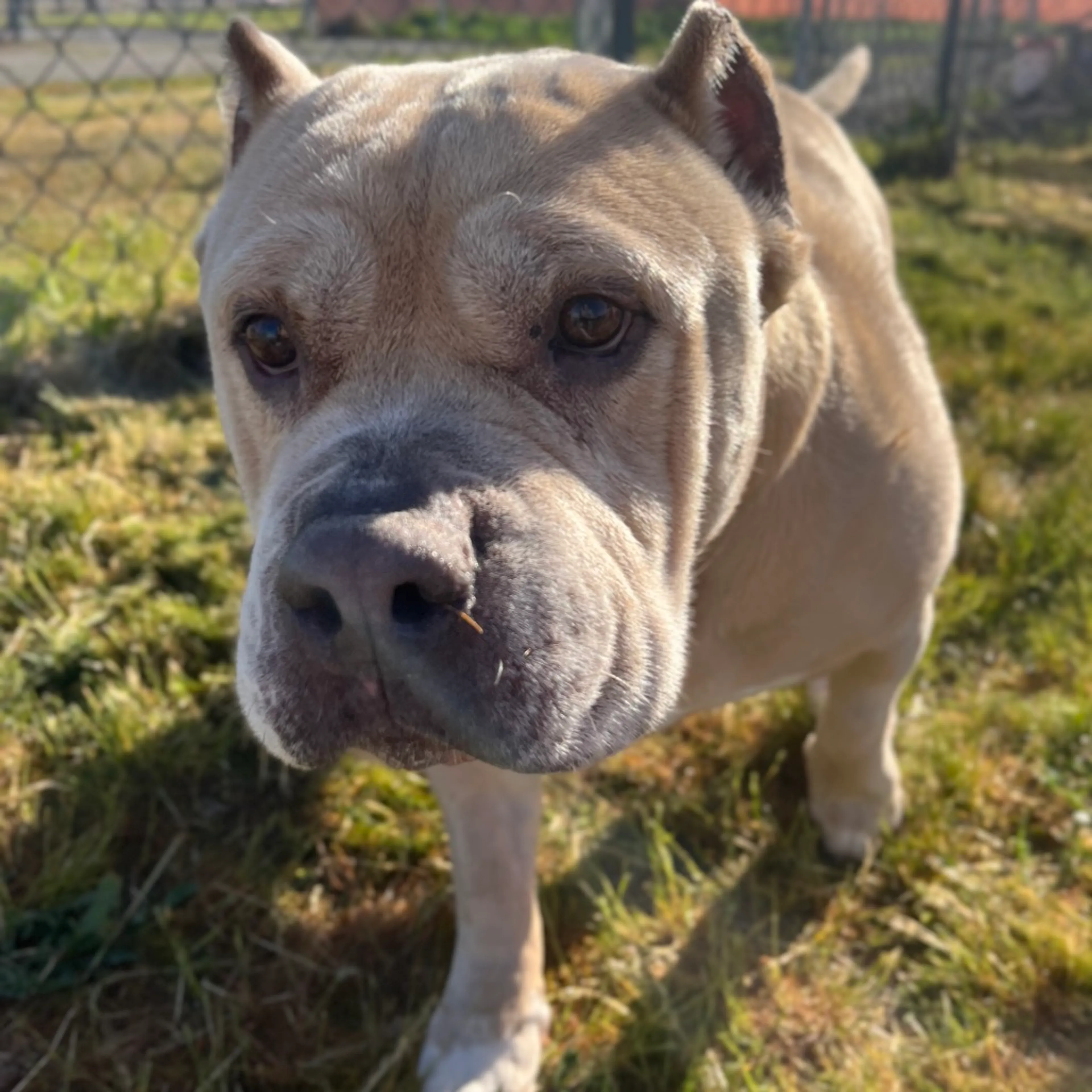 Found pet-4