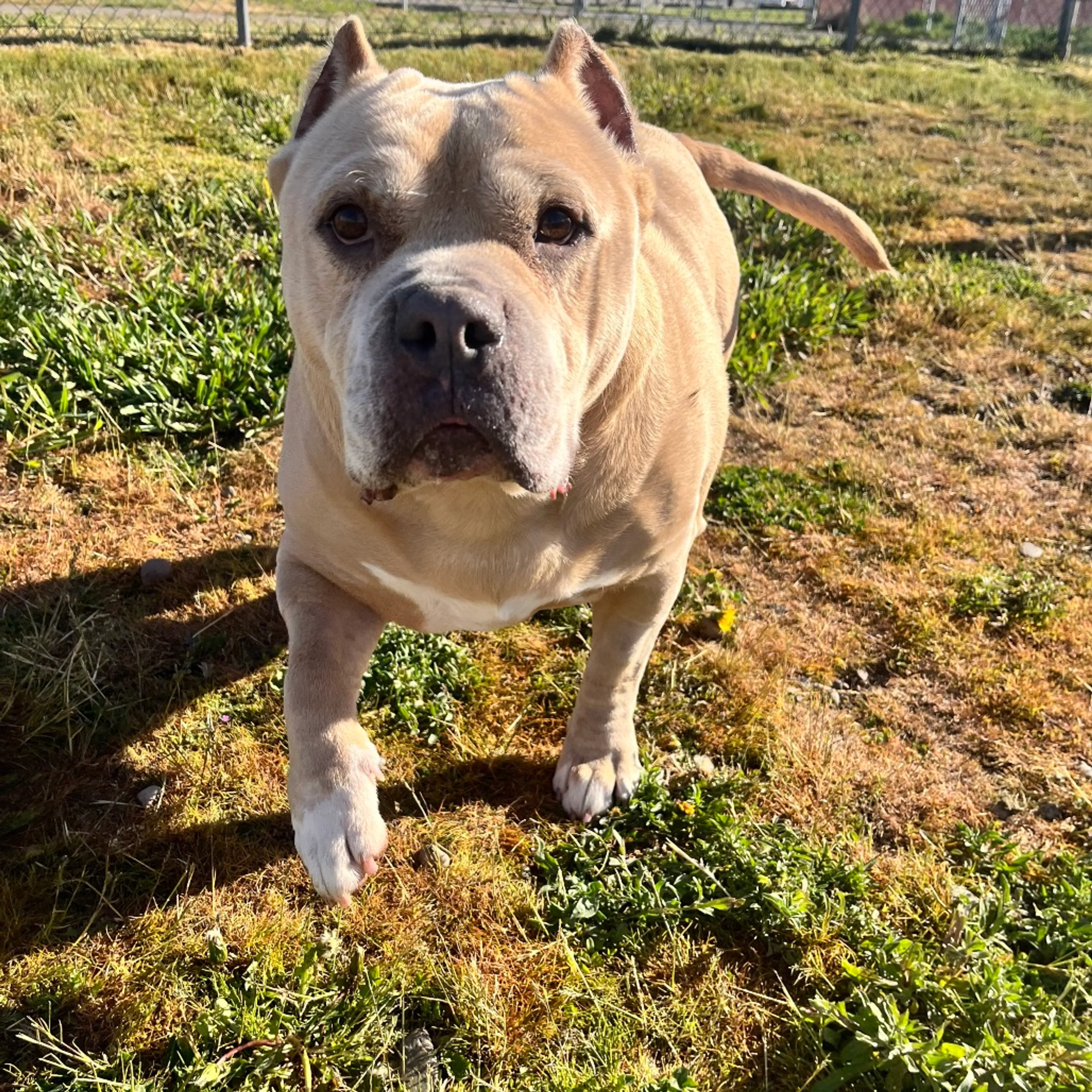 Found pet-8