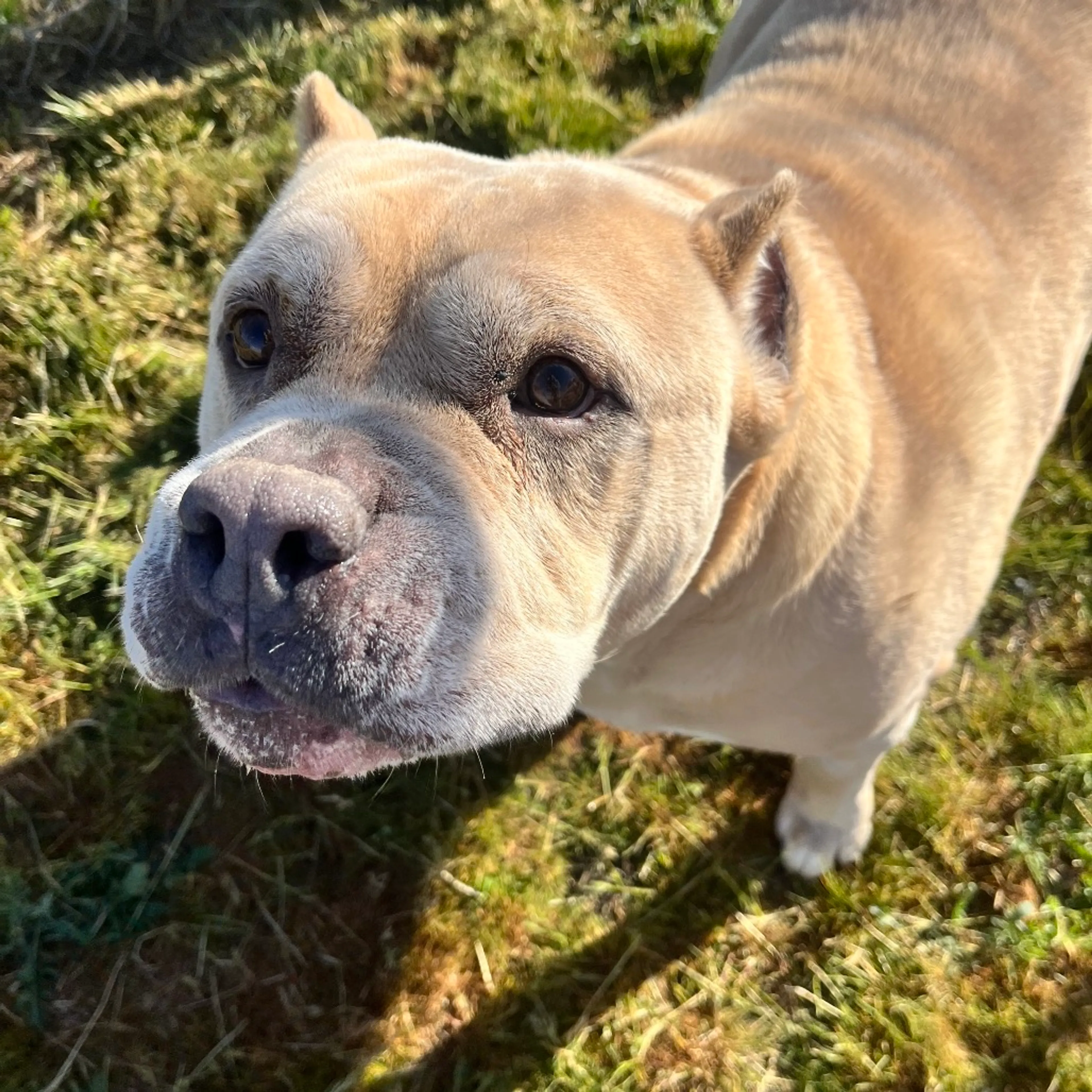Found pet-3