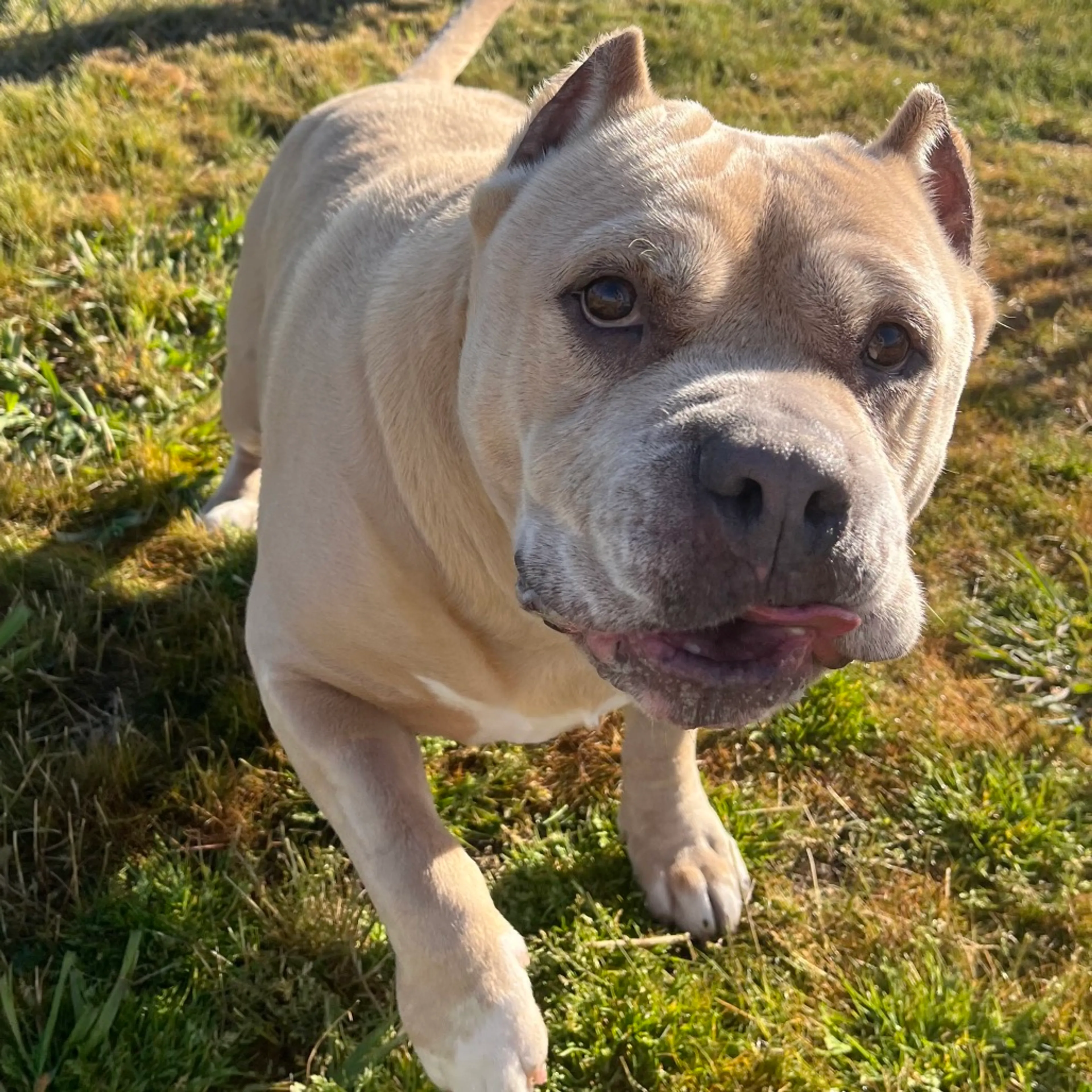 Found pet-7