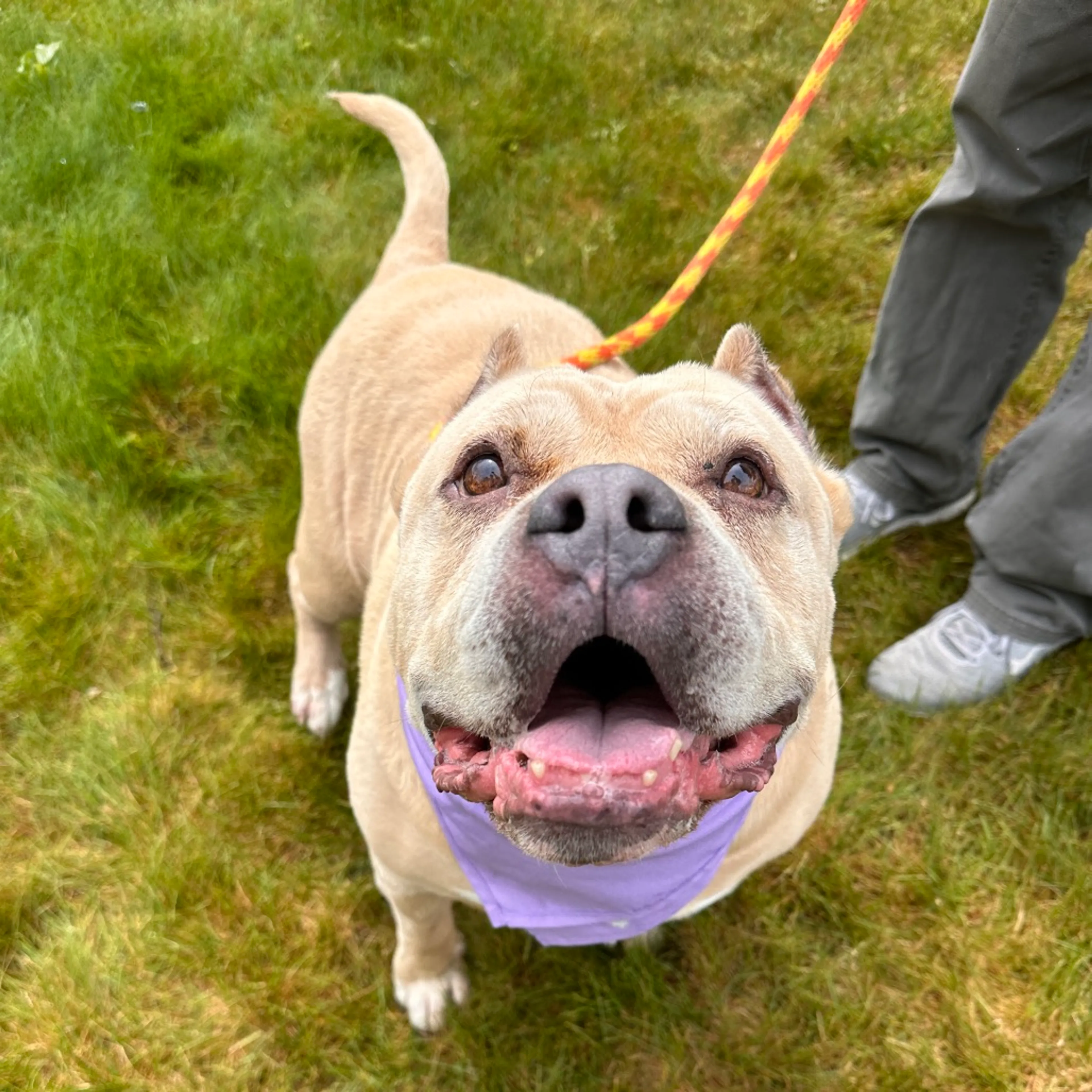 Found pet-20
