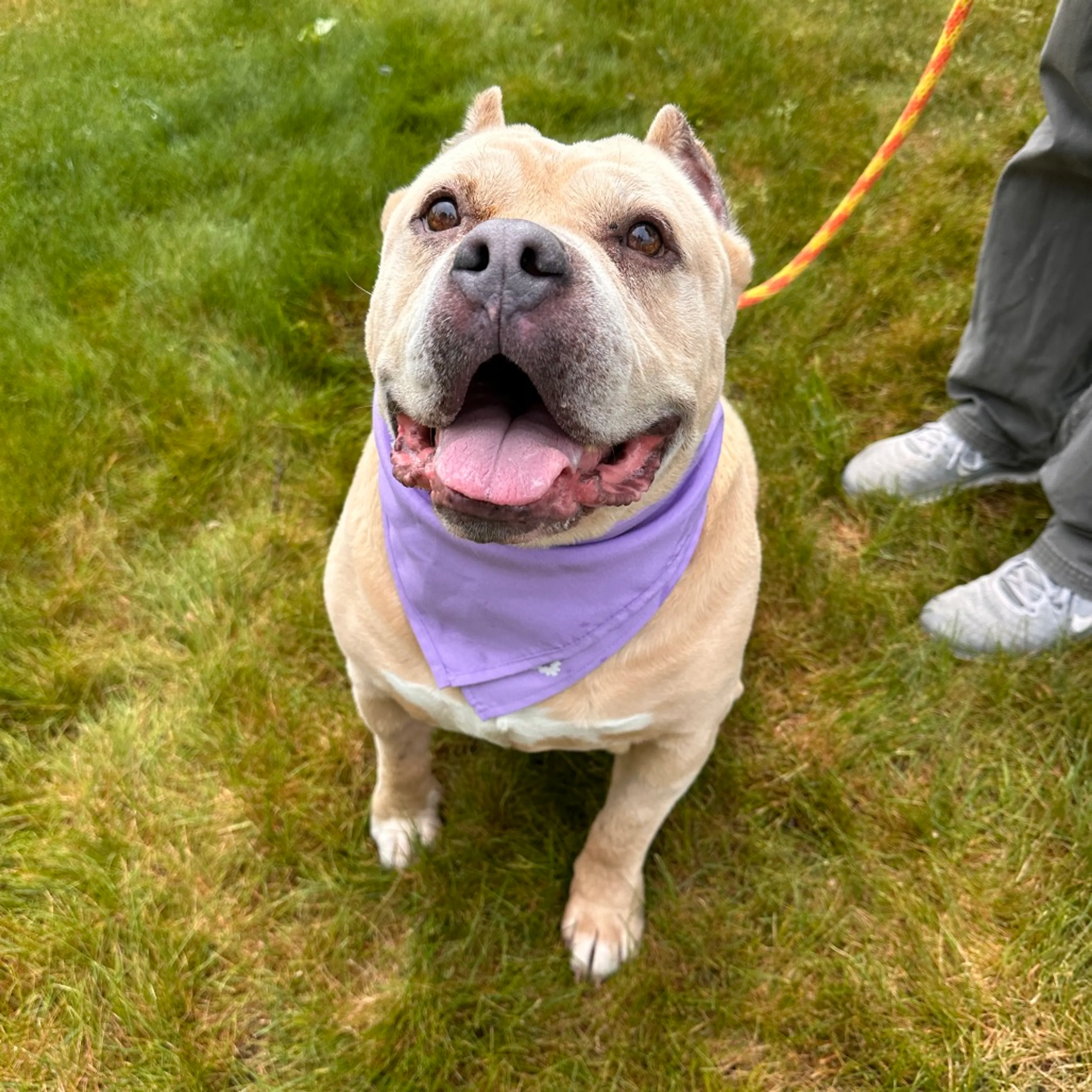 Found pet-19