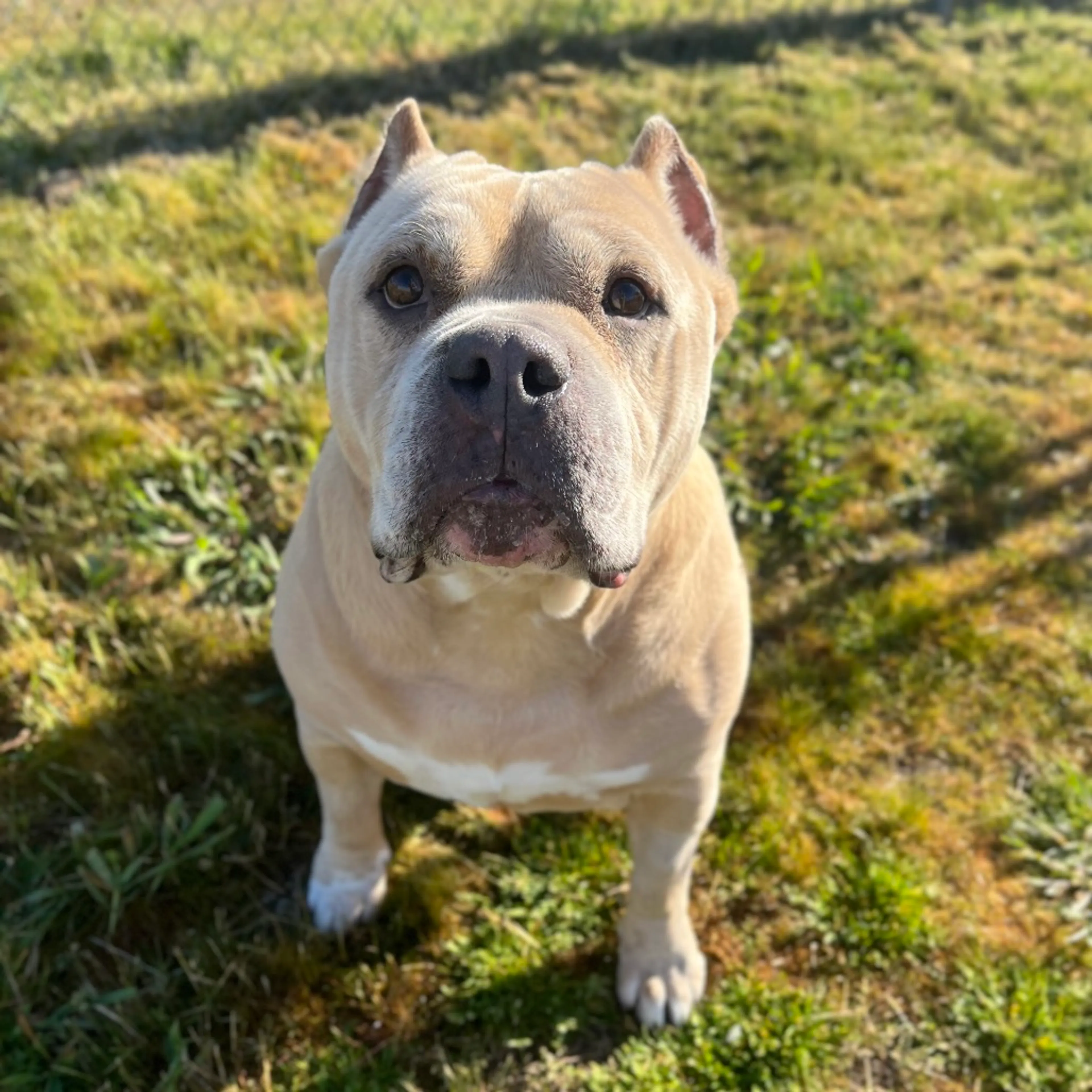 Found pet-6