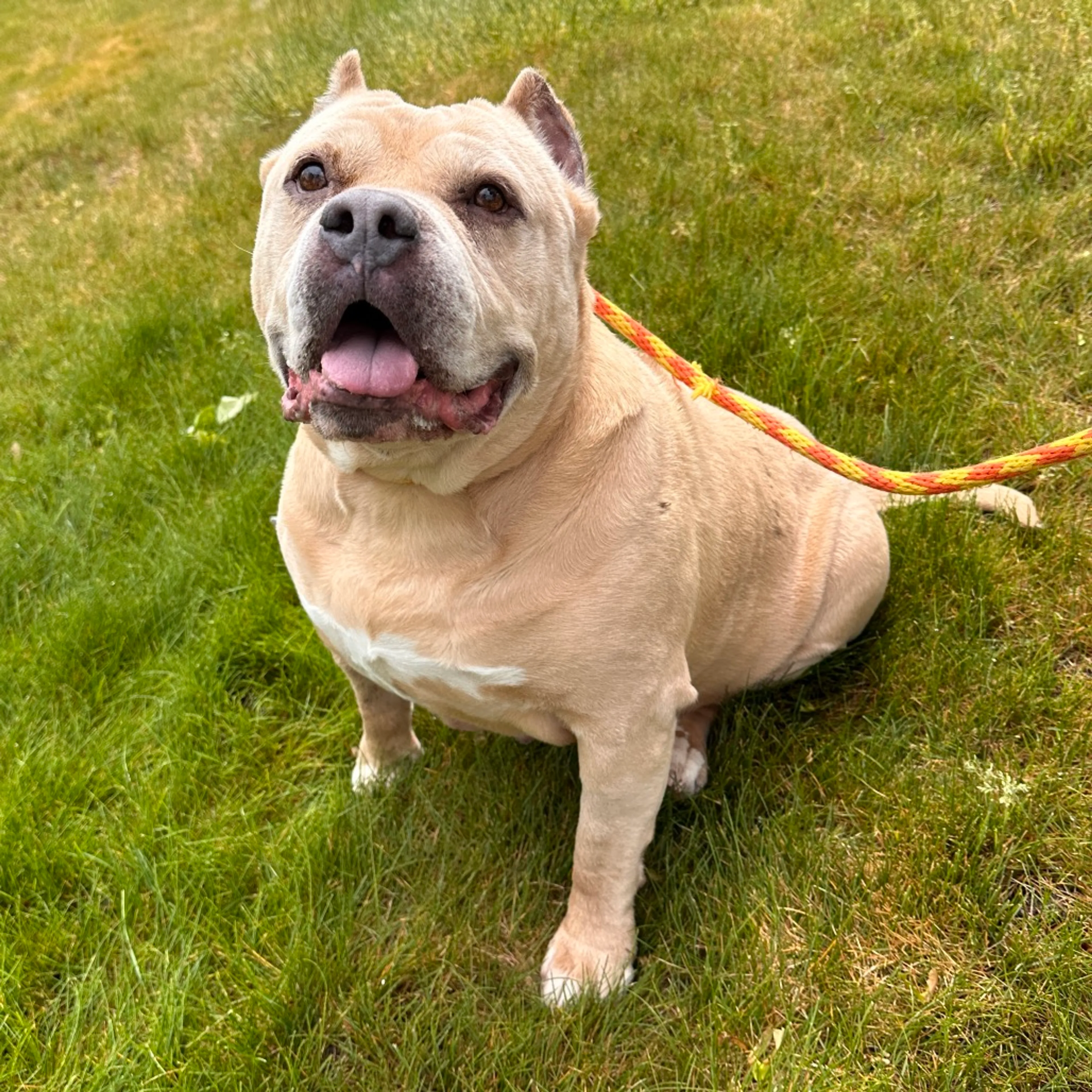 Found pet-25