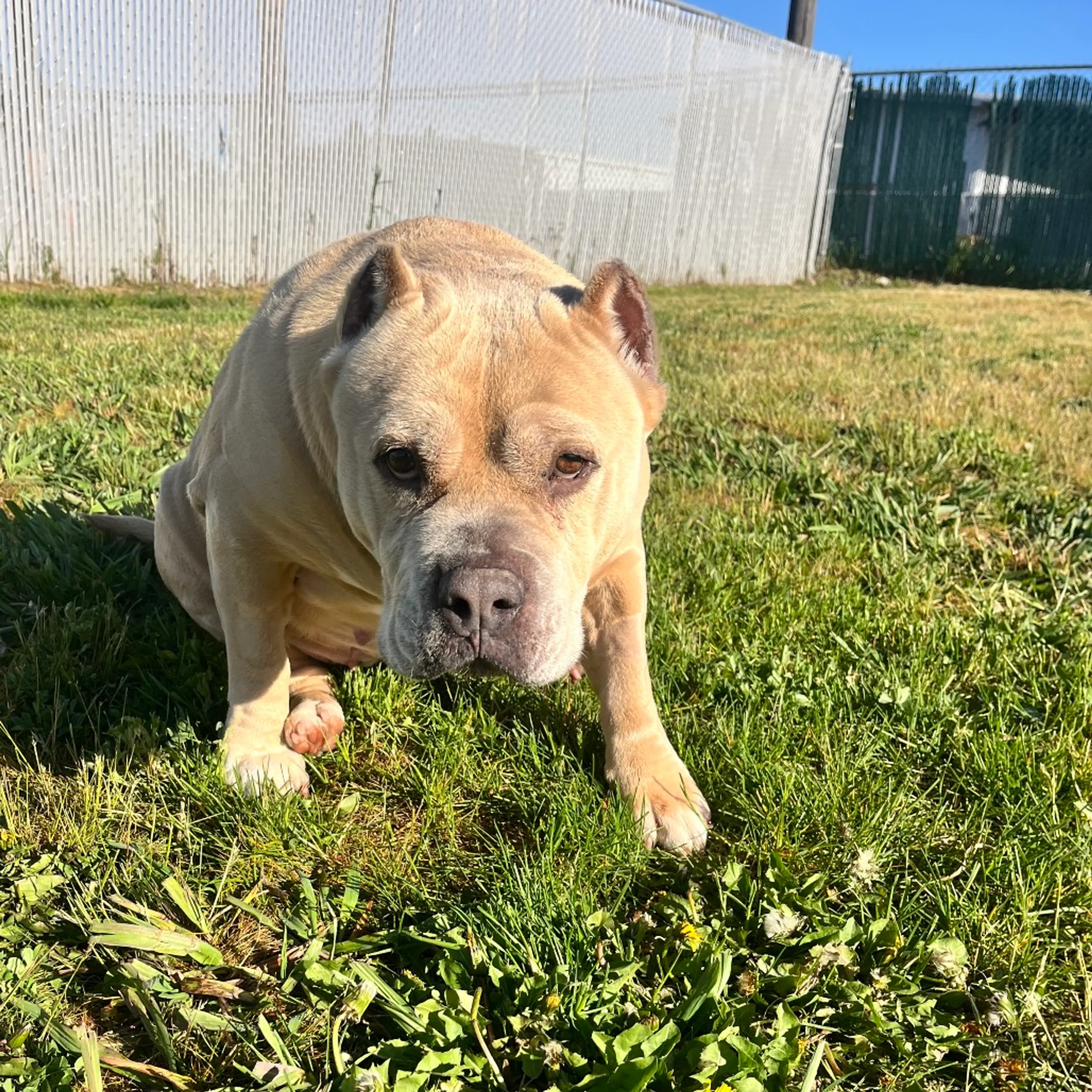 Found pet-10