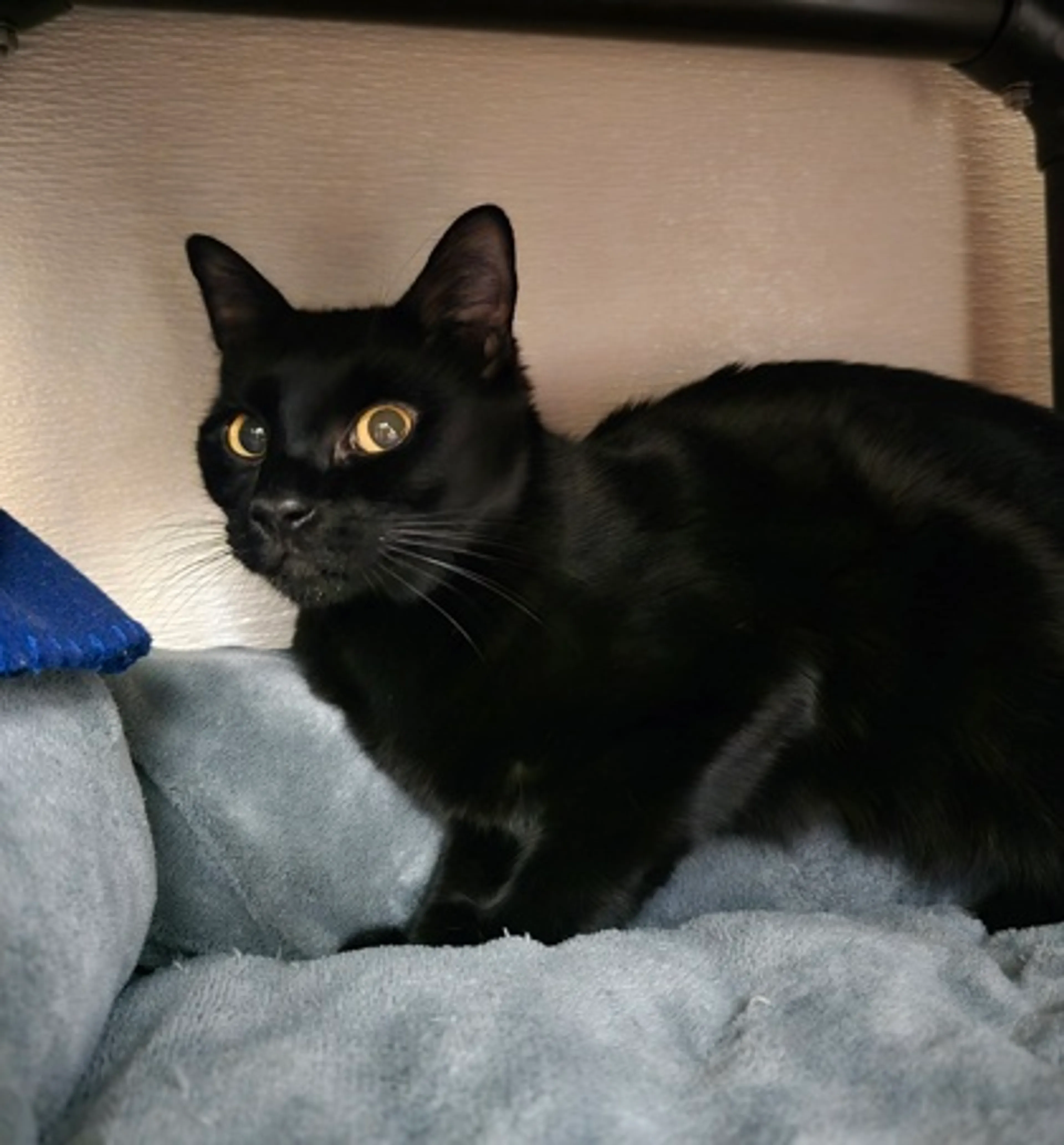Found pet