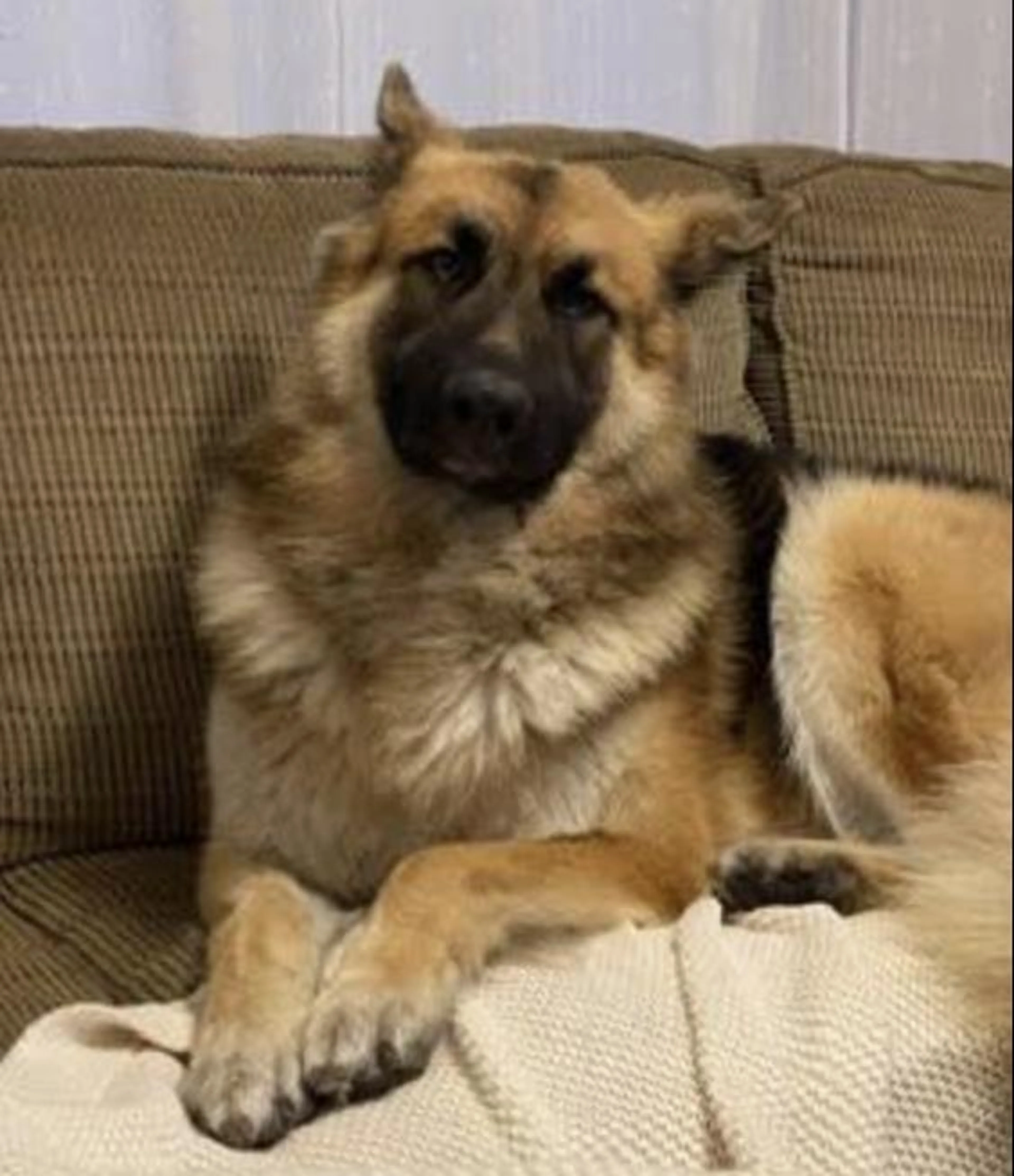 Found pet-1