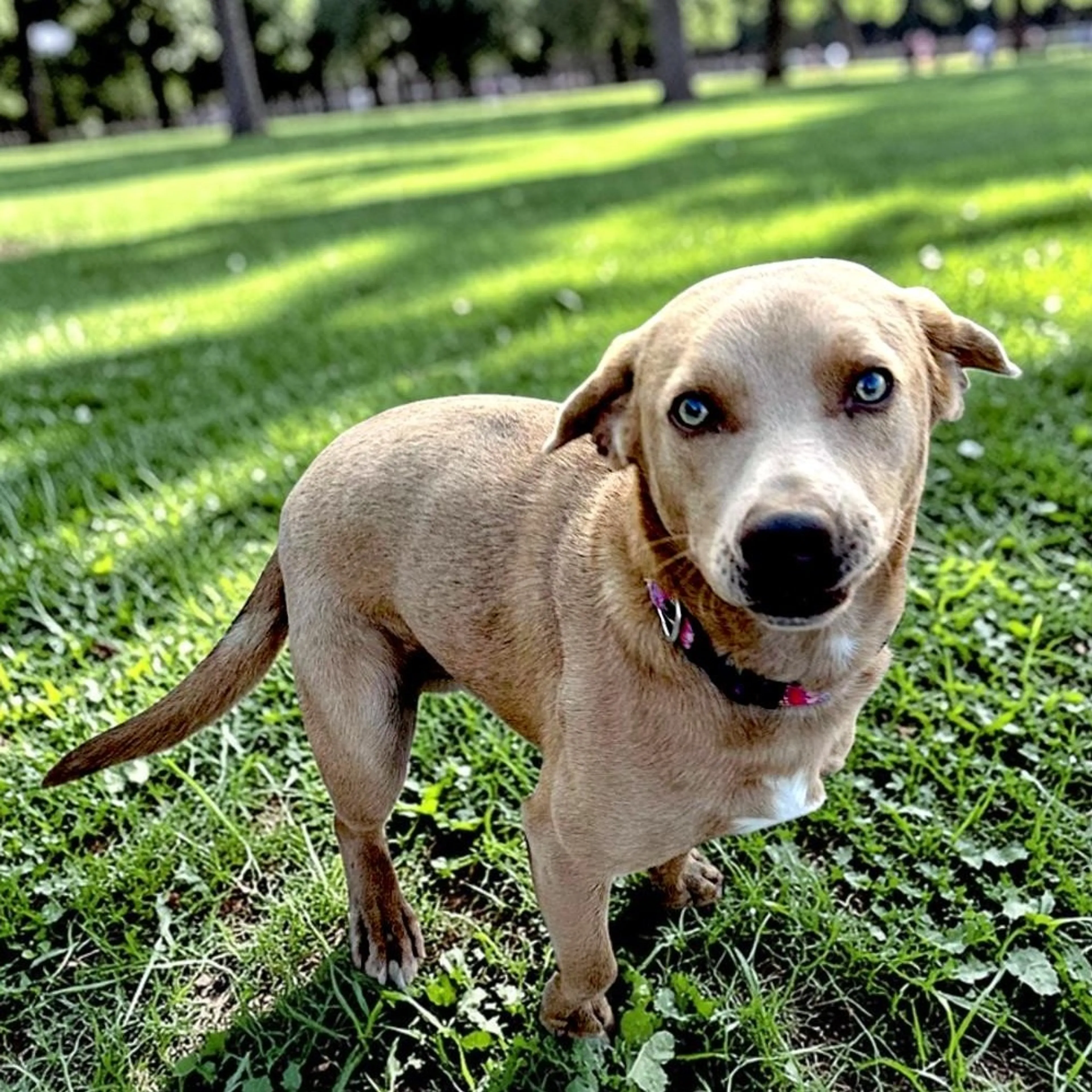 Found pet-1