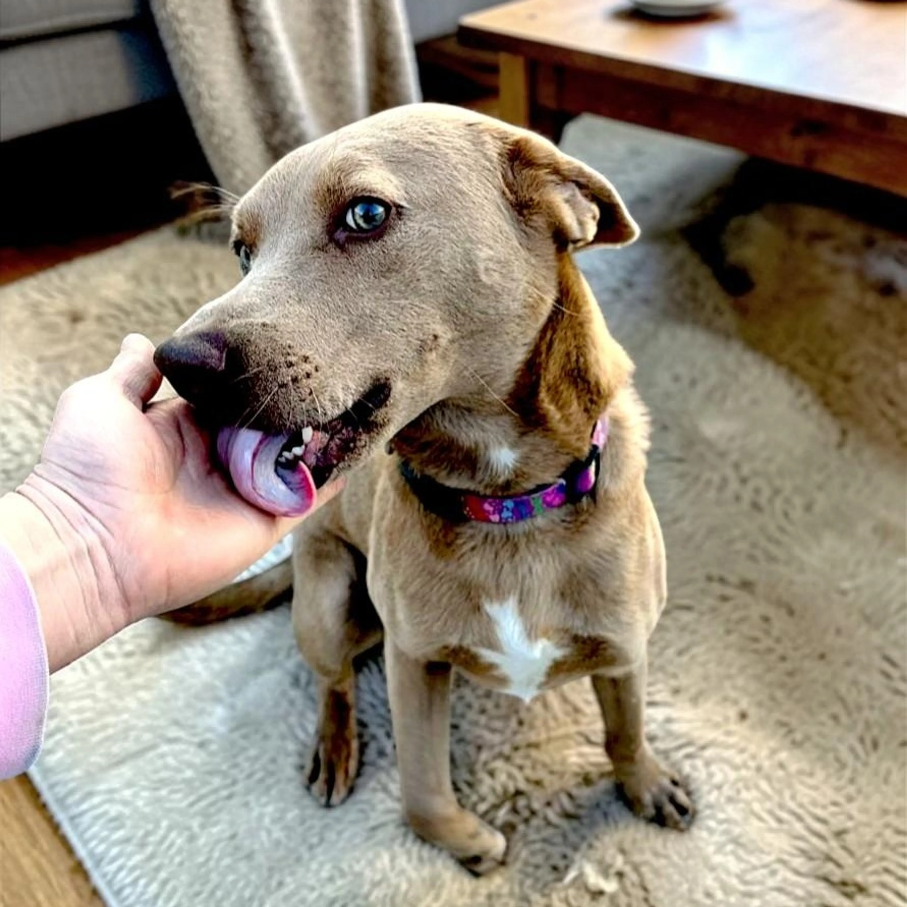 Found pet-2