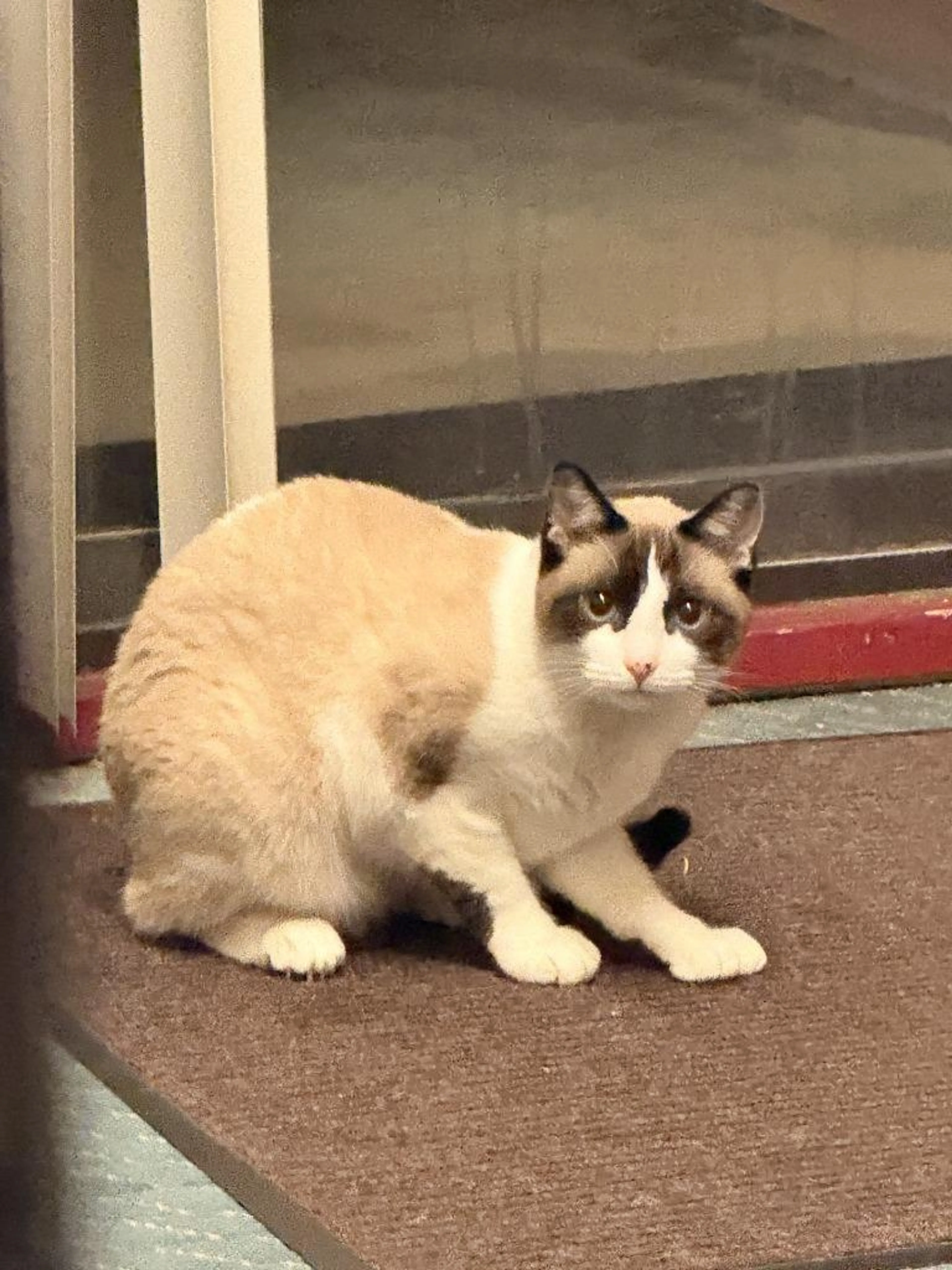 Found pet
