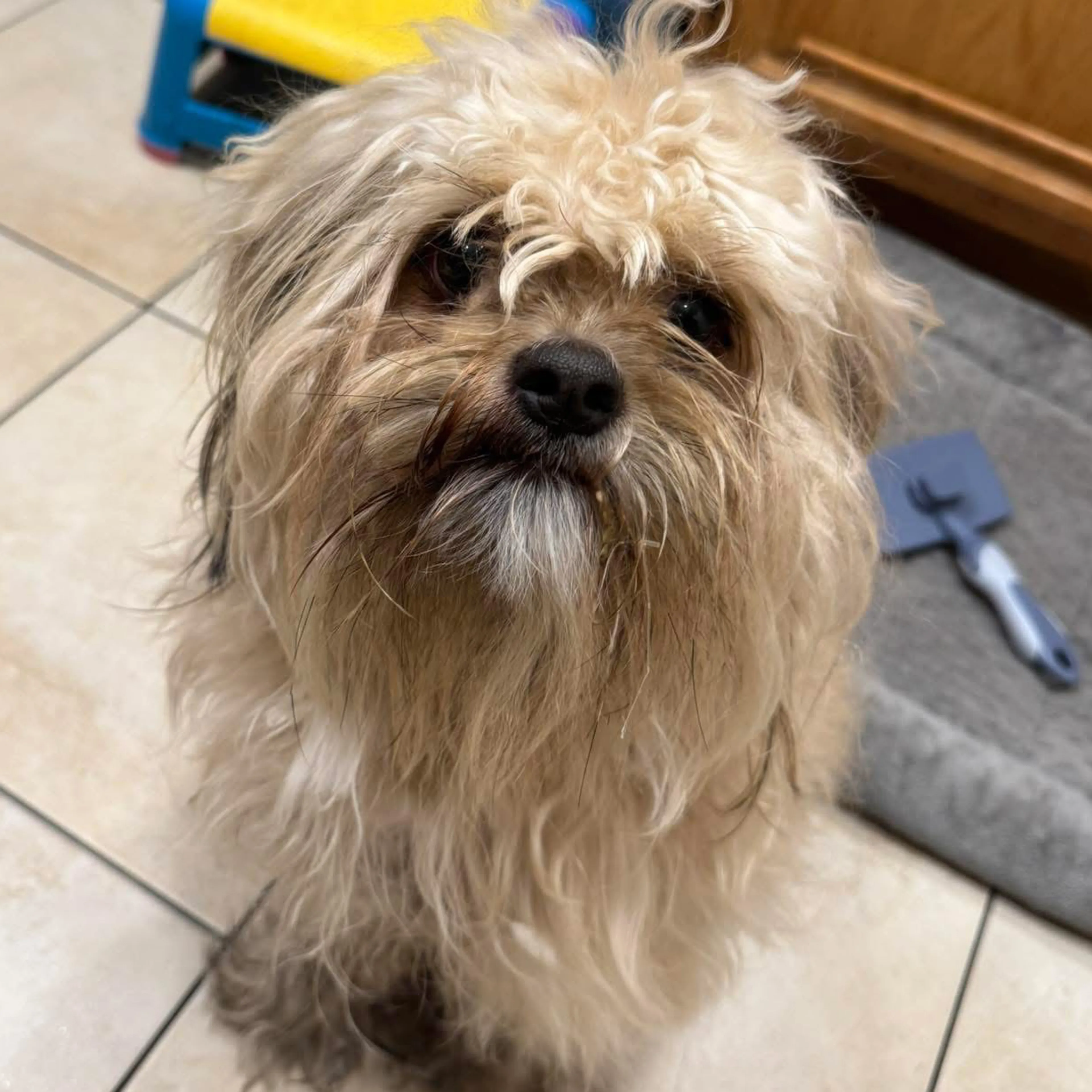 Found pet-3