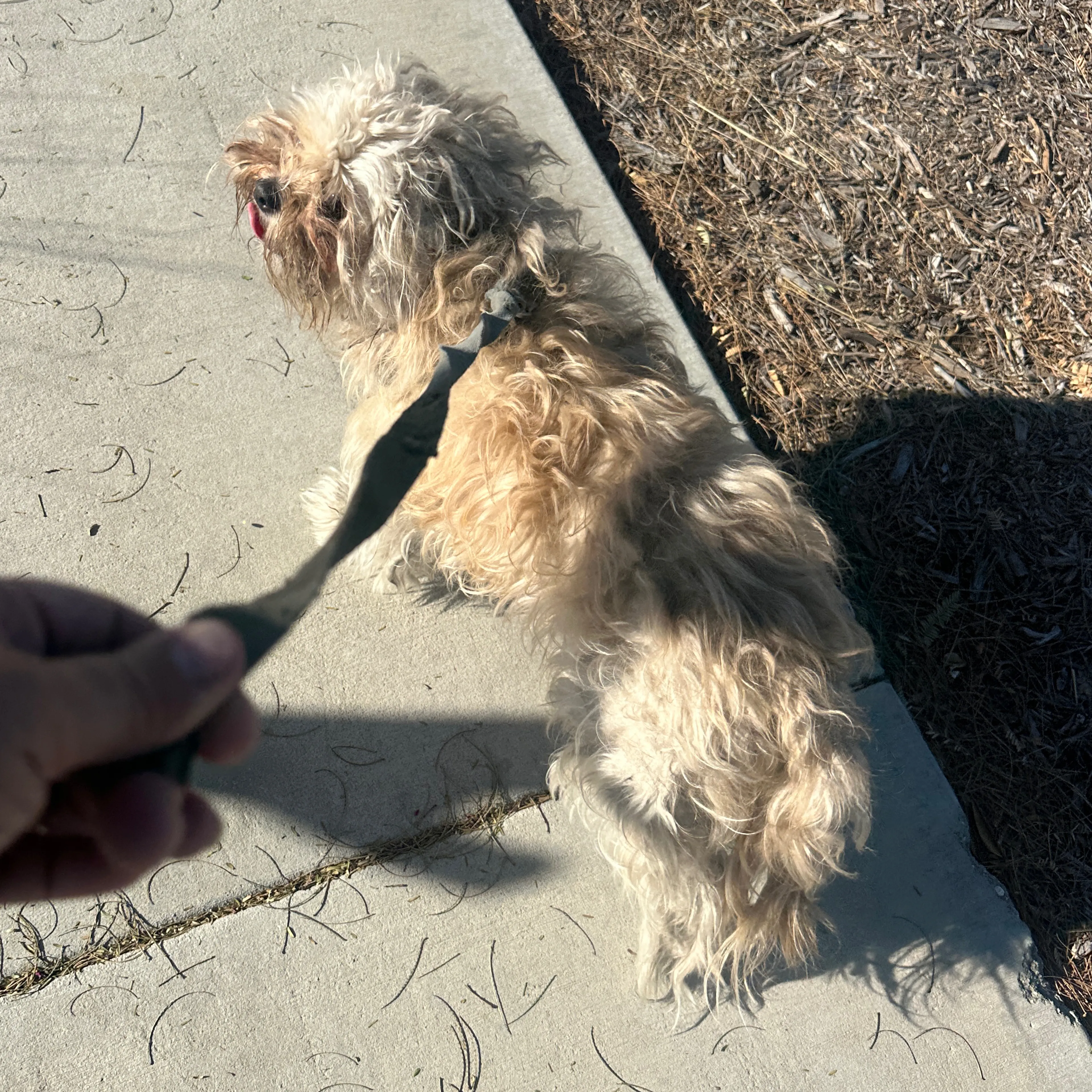 Found pet-1