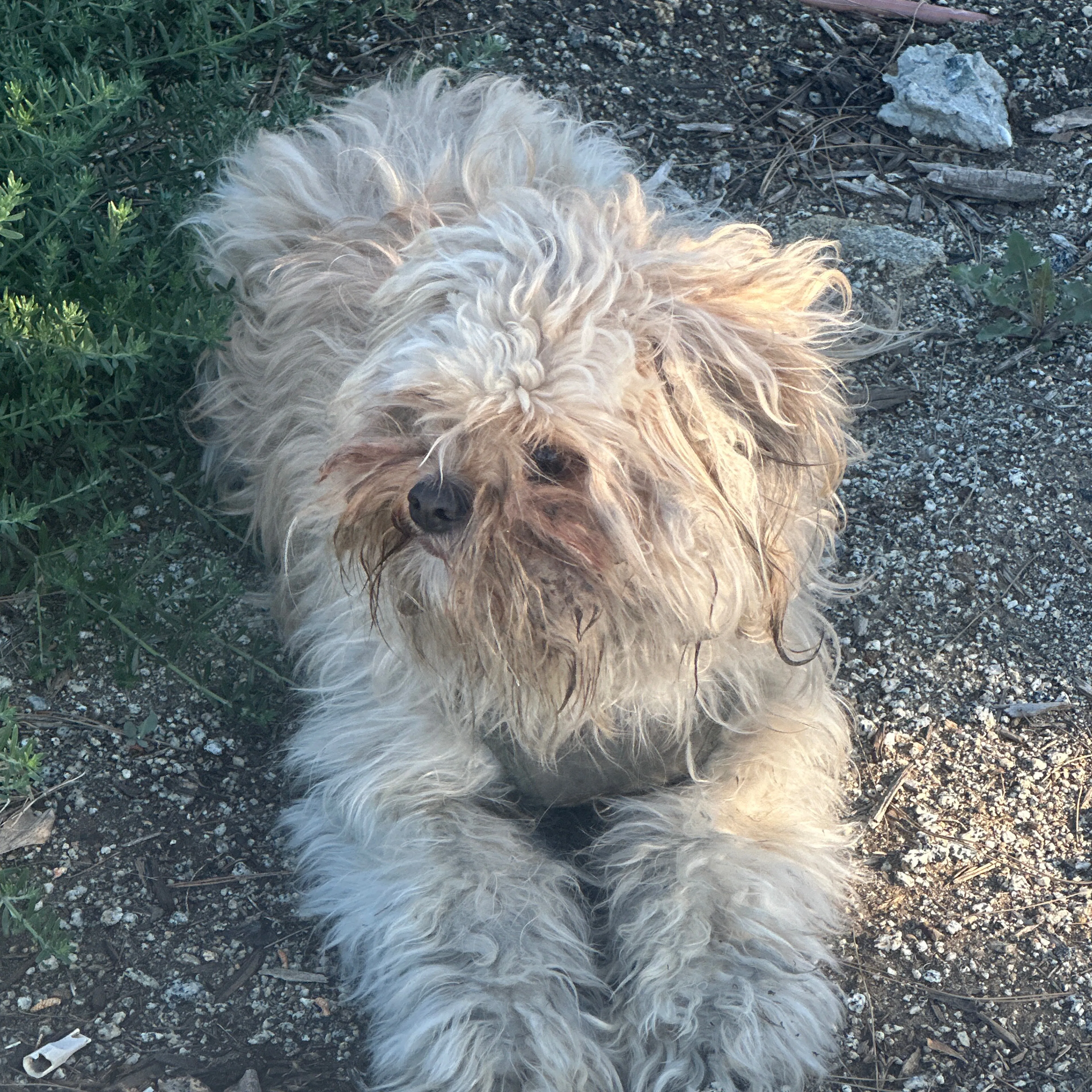 Found pet-2