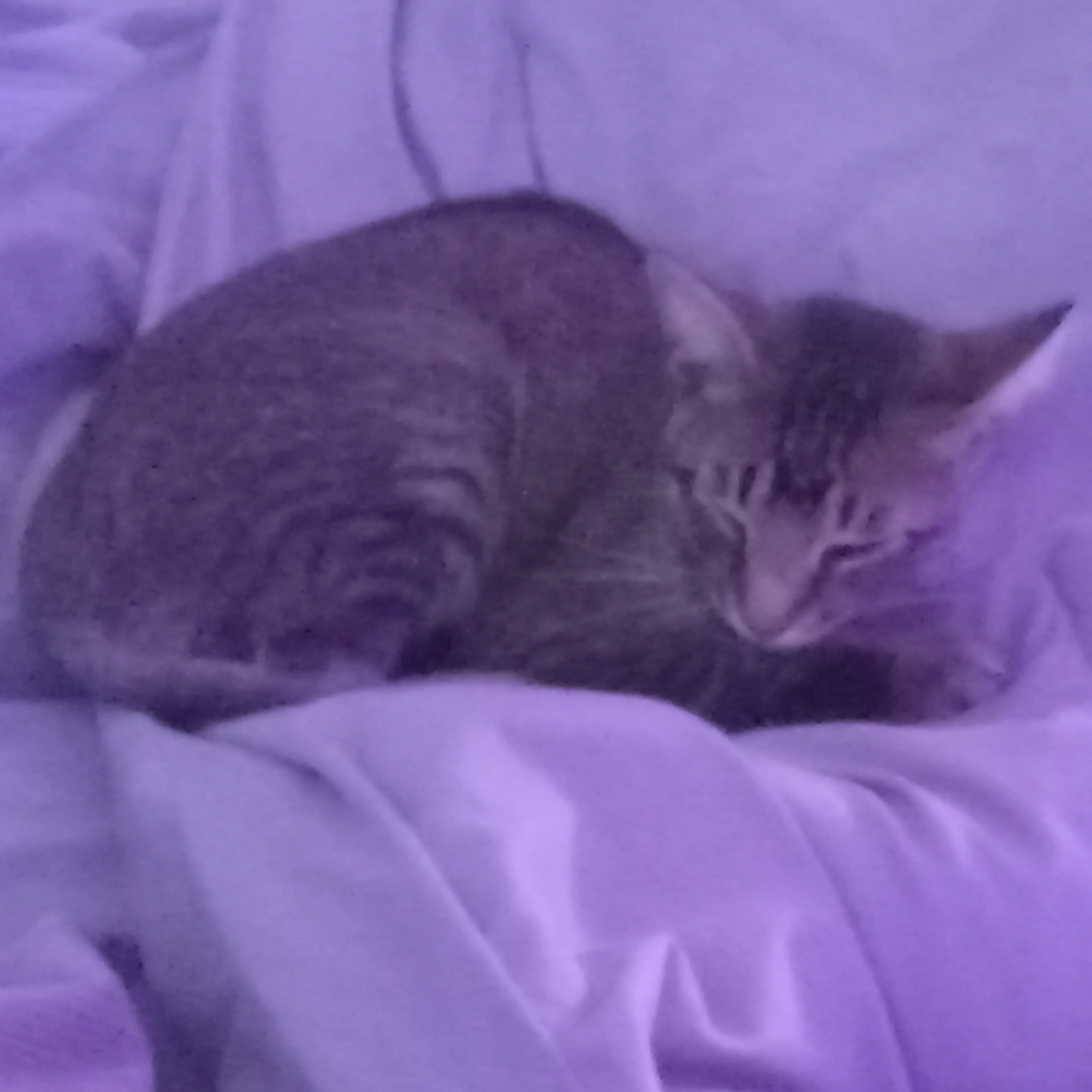 Lost pet-1
