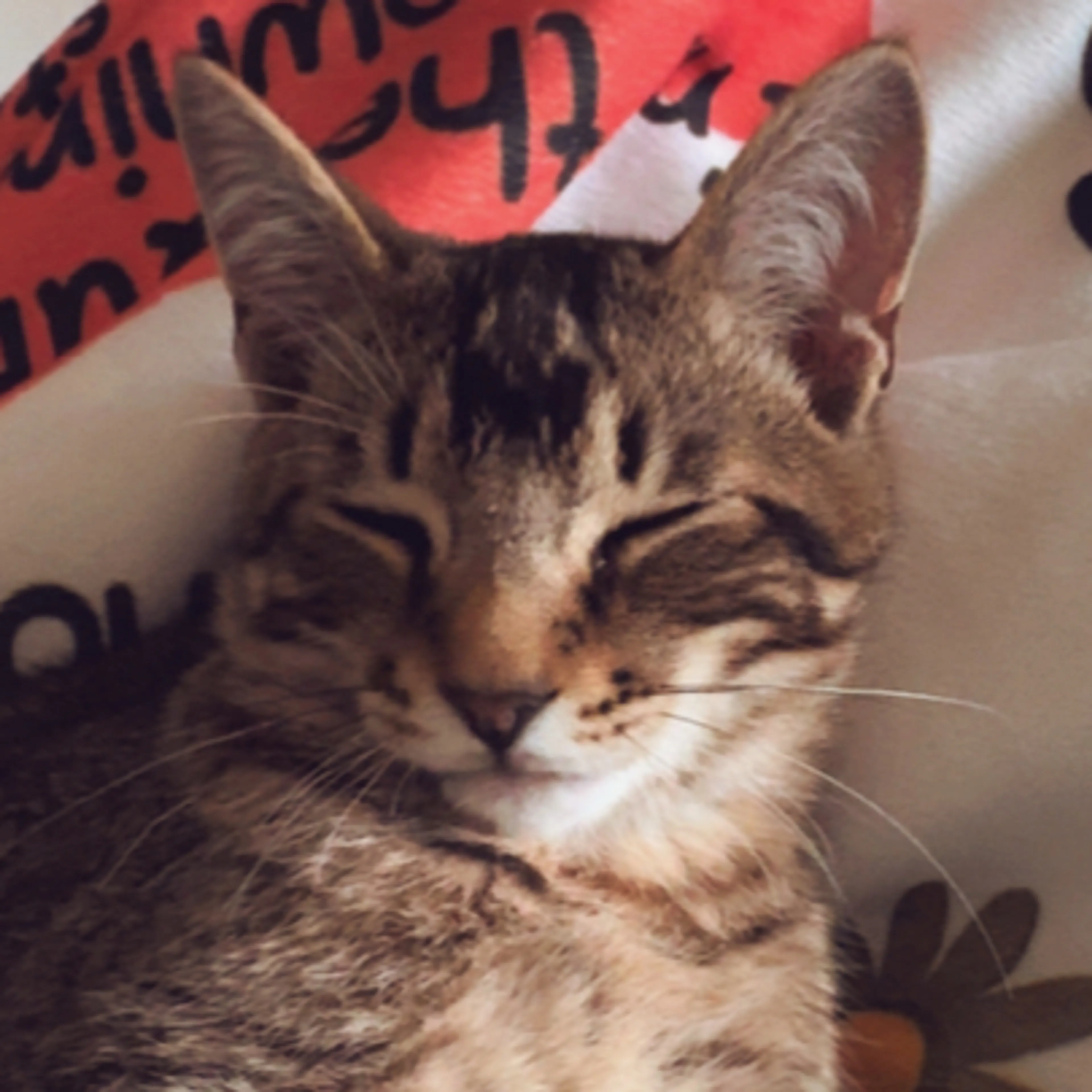 Lost pet-2