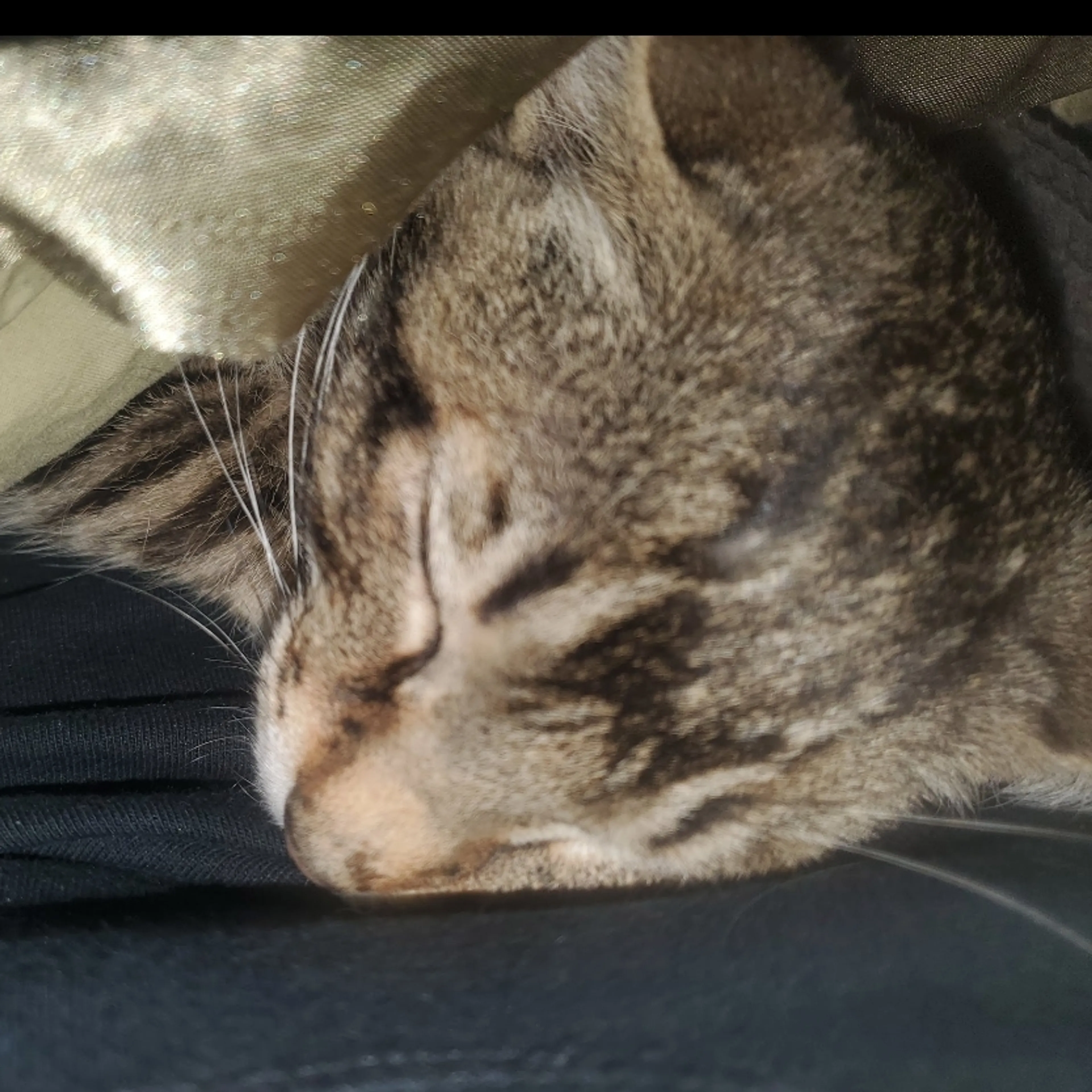 Lost pet-3