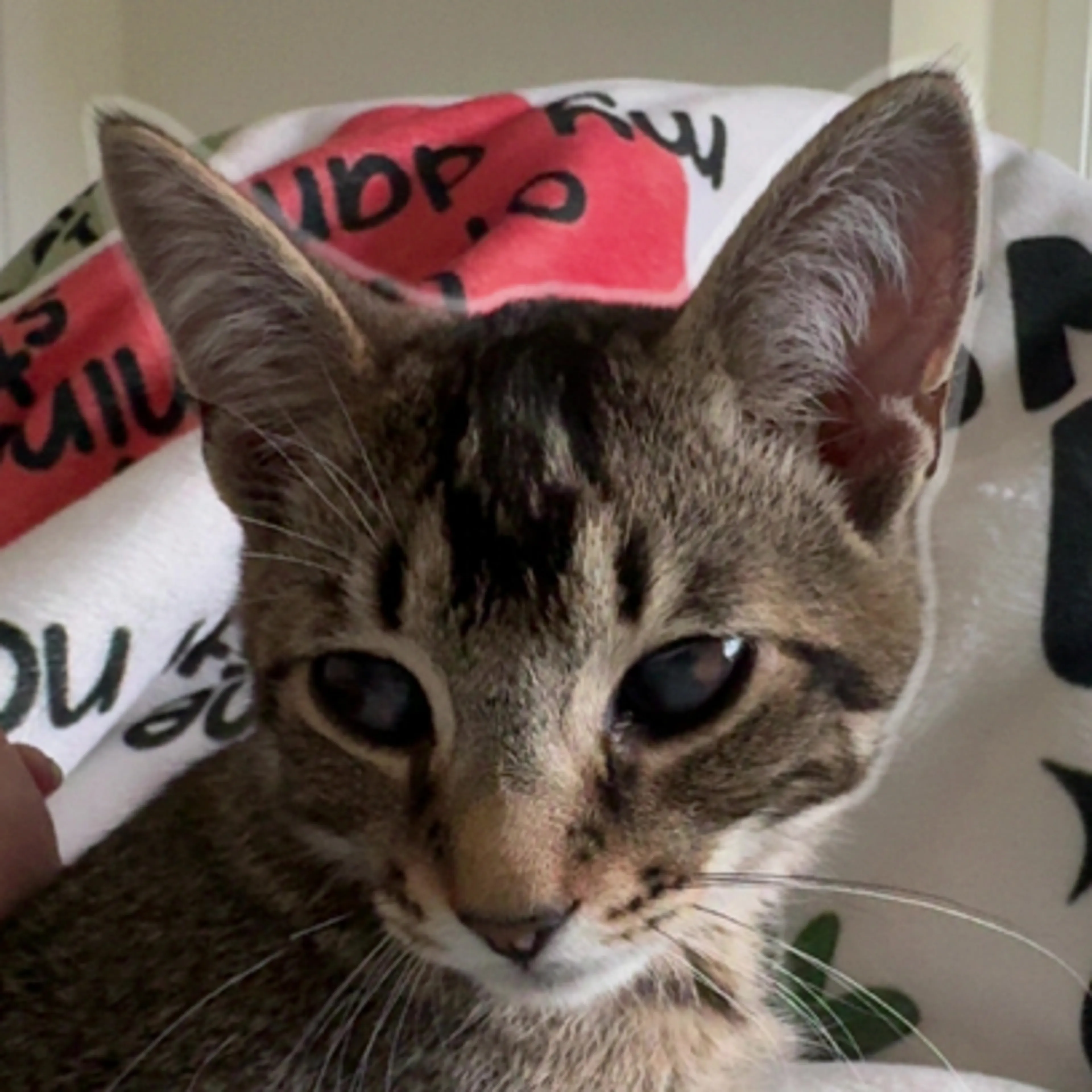 Lost pet-0