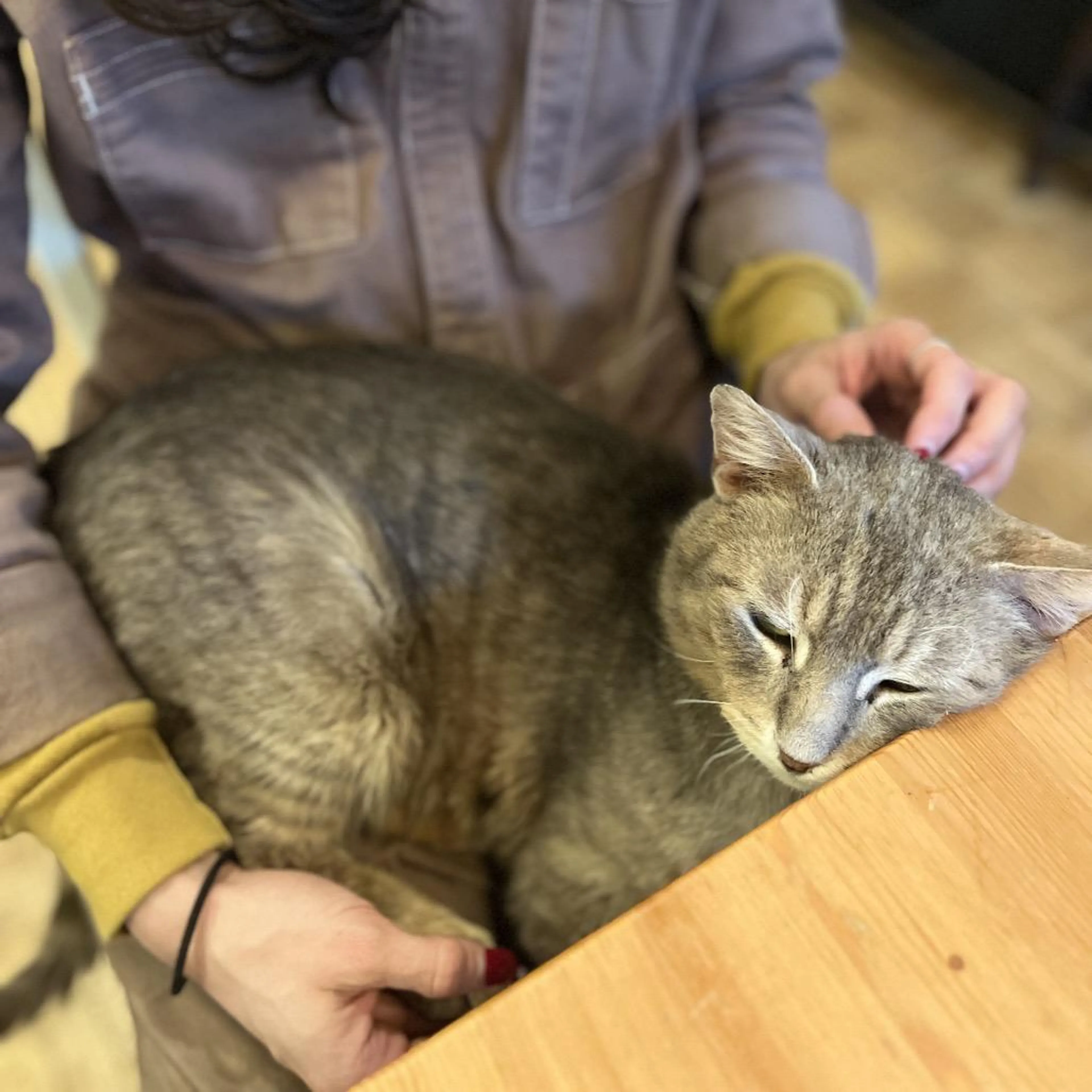Found pet-1